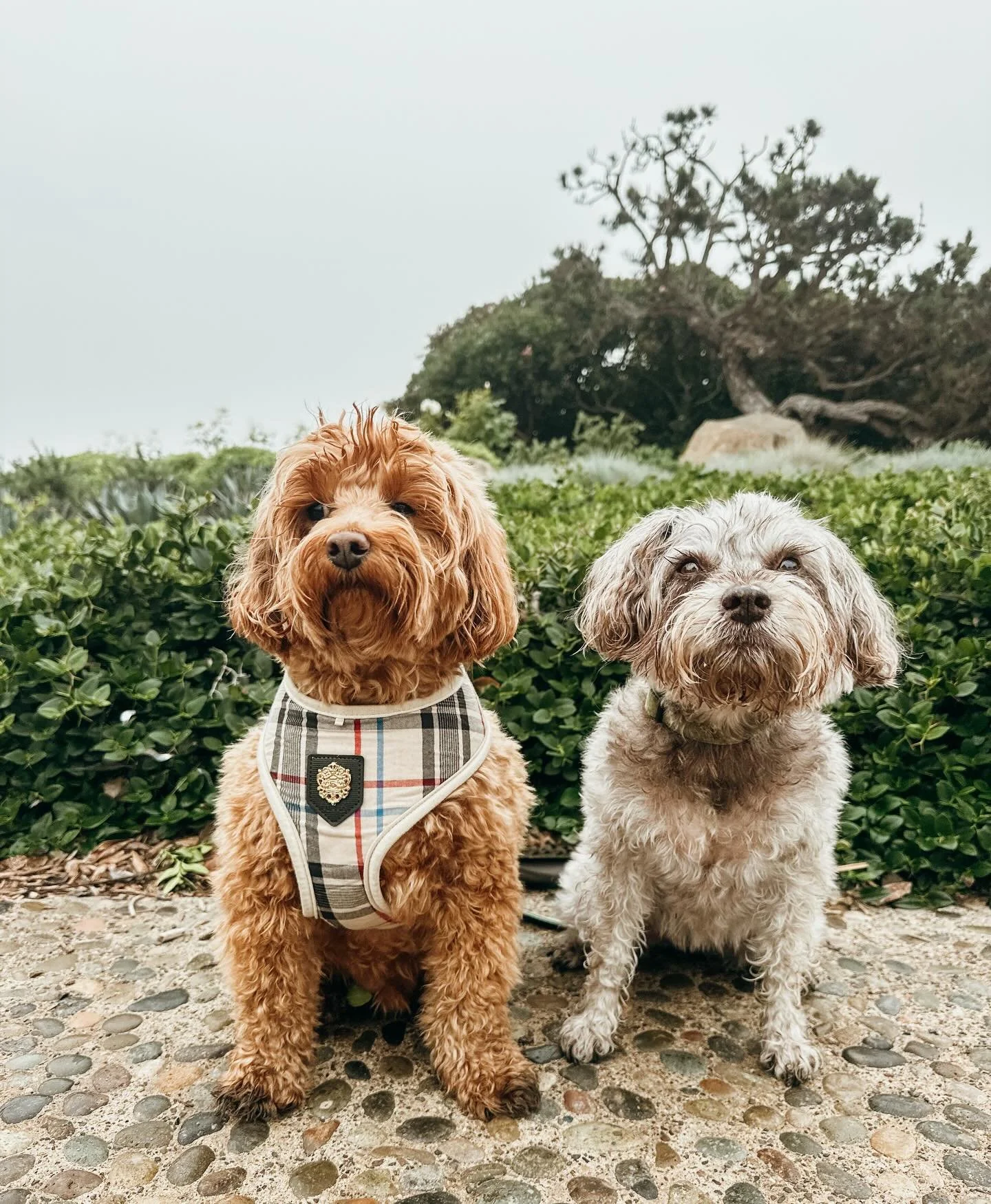 We offer individualized walks, pack walks &amp; socialization walks to accommodate all dog breeds &amp; needs. Call today for all your dog walking needs

#PupsWillPlay