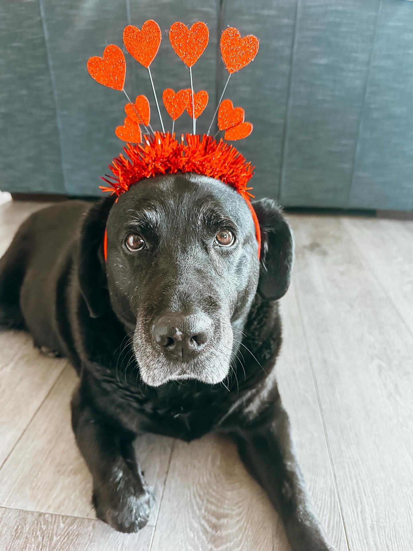 Happy Valentine's Day pups! 🩵🩷&hearts;️

#ValentinesDayPups #PupsWillPlay