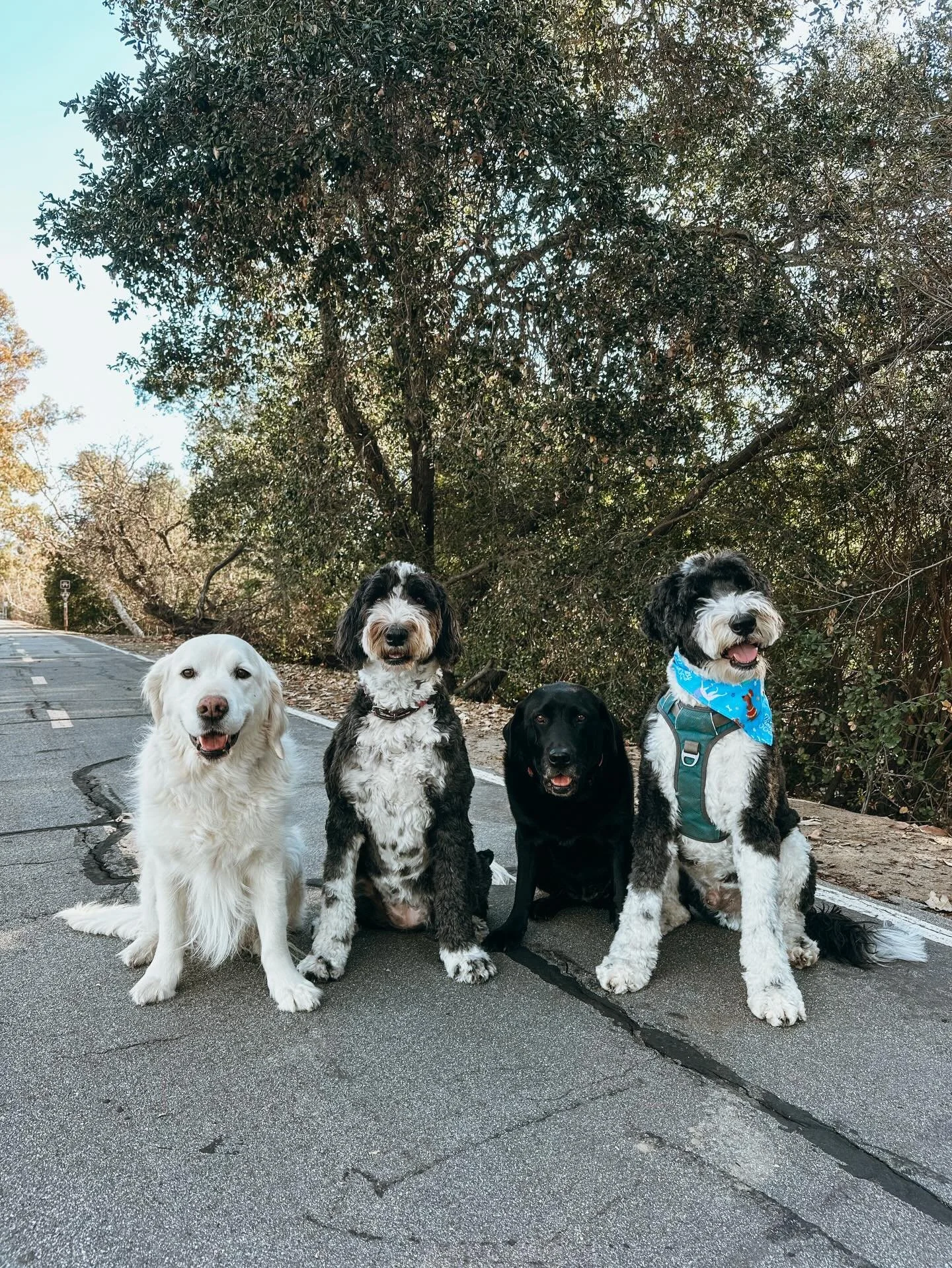 Why you should hire a professional dog walker? 
Pups Will Play offers; a high level of professionalism, consistently, peace of mind, specialized senior care &amp; pet CPR/first aid. Book a pack walk today

#PupsWillPlay