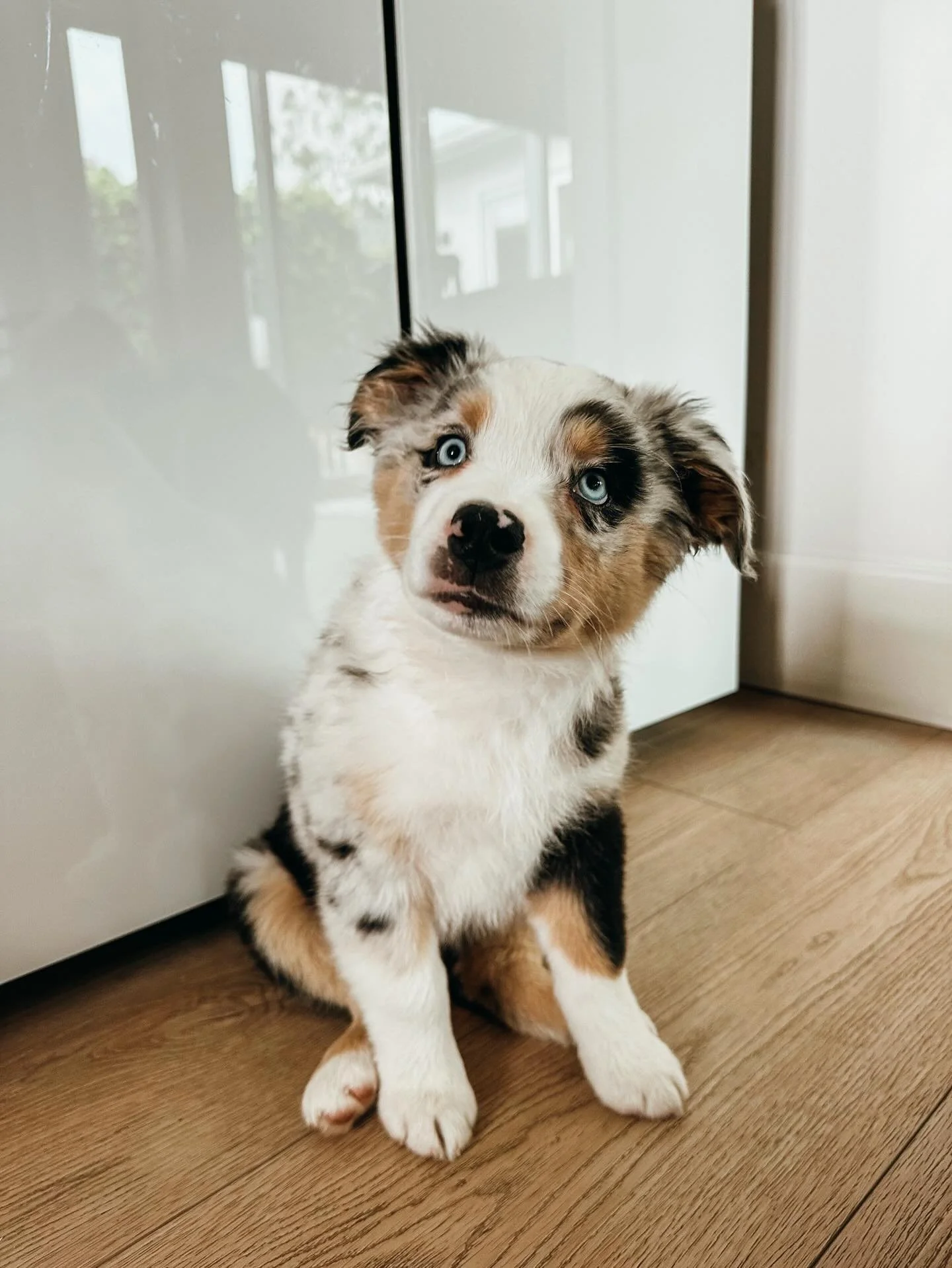 At Pups Will Play, we build lasting relationships with both our dog clients &amp; their parents. We are here to help you, from the first day you bring them home till the last day they walk out the door. Call or visit our website to learn more

#PupsW