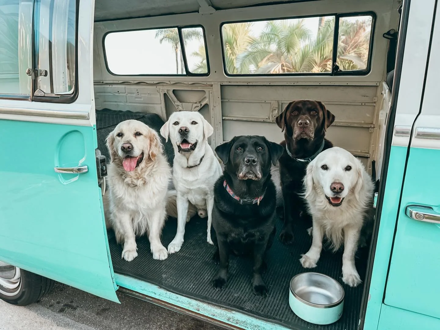 We get it long days are hard. That&rsquo;s where we come in. Reliable check-ins, pack walks, and hikes so your pup stays happy &amp; you stay worry-free. Book an adventure for your pup today 

#PupsWillPlay