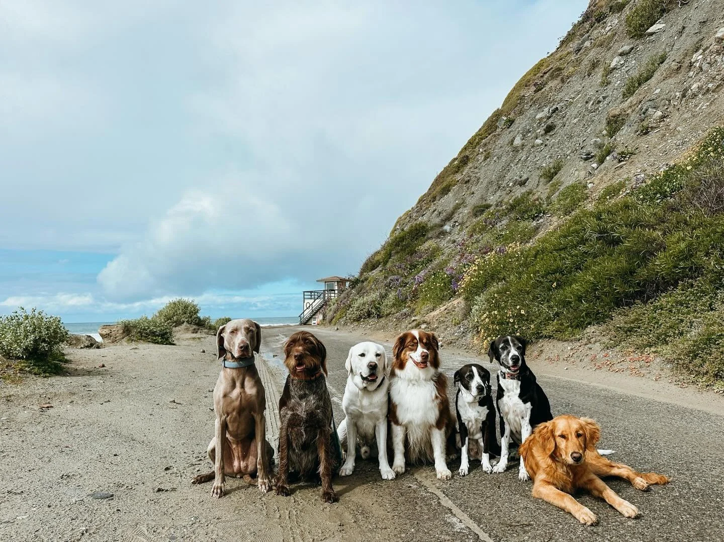 Coastal walk ✔️

Large dog breeds like this group, require exercise. That's why we at Pups Will Play offer longer walks, hikes, 1/2 day &amp; full days to help burn off excess energy which in turn will help curb behavioral issues at home

#PupsWillPl