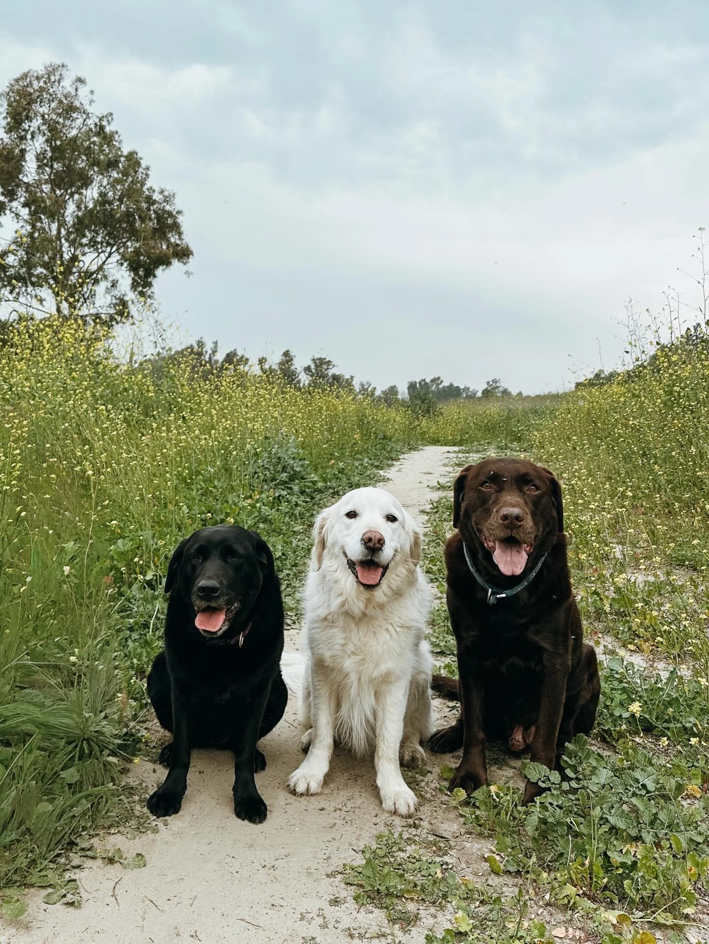 Tired pups = happy owners

Hikes are great for added mileage &amp; mental stimulation. We change up our walking/hiking trails often to keep the pups engaged with plenty of new sniff spots 

#PupsWillPlay