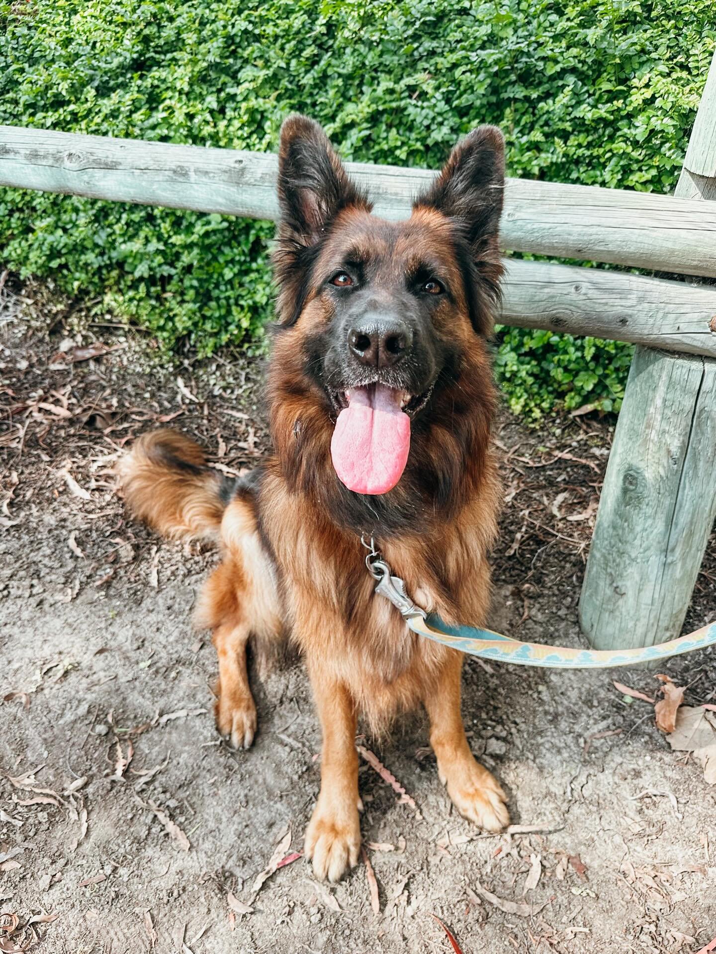 Why you should hire a professional dog walker? 
Pups Will Play offers; a high level of professionalism, consistently, peace of mind, specialized senior care &amp; pet CPR/first aid. Book an individual or pack walk today

#PupsWillPlay