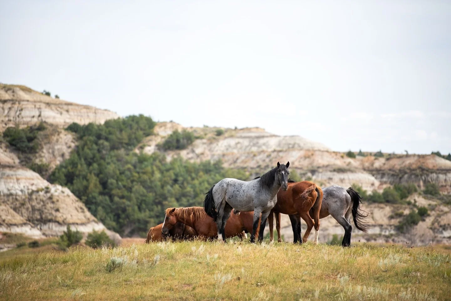 I&rsquo;ve been looking at tracts of land online lately, almost exclusively in places I don&rsquo;t live. My late grandpa, whose family passed down hundreds of acres that were divided more and more with each passing generation, used to tell me, &ldqu