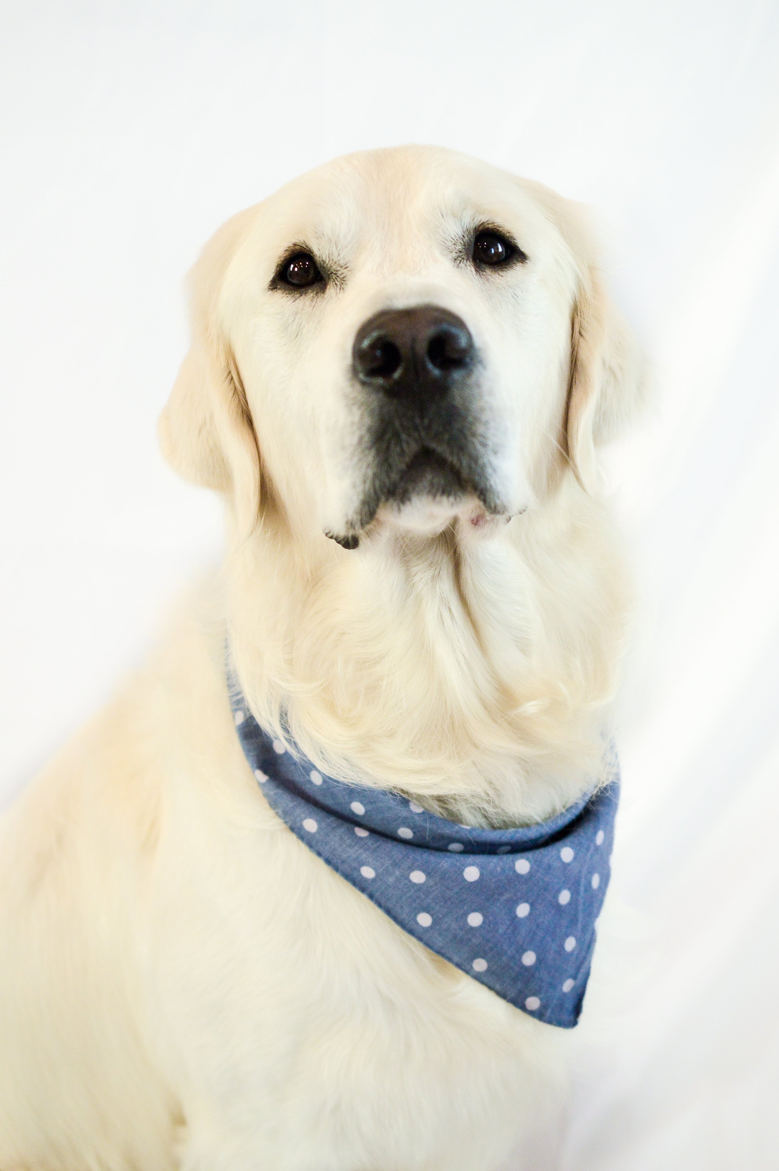 SGG-portraits-new-og-02.jpg