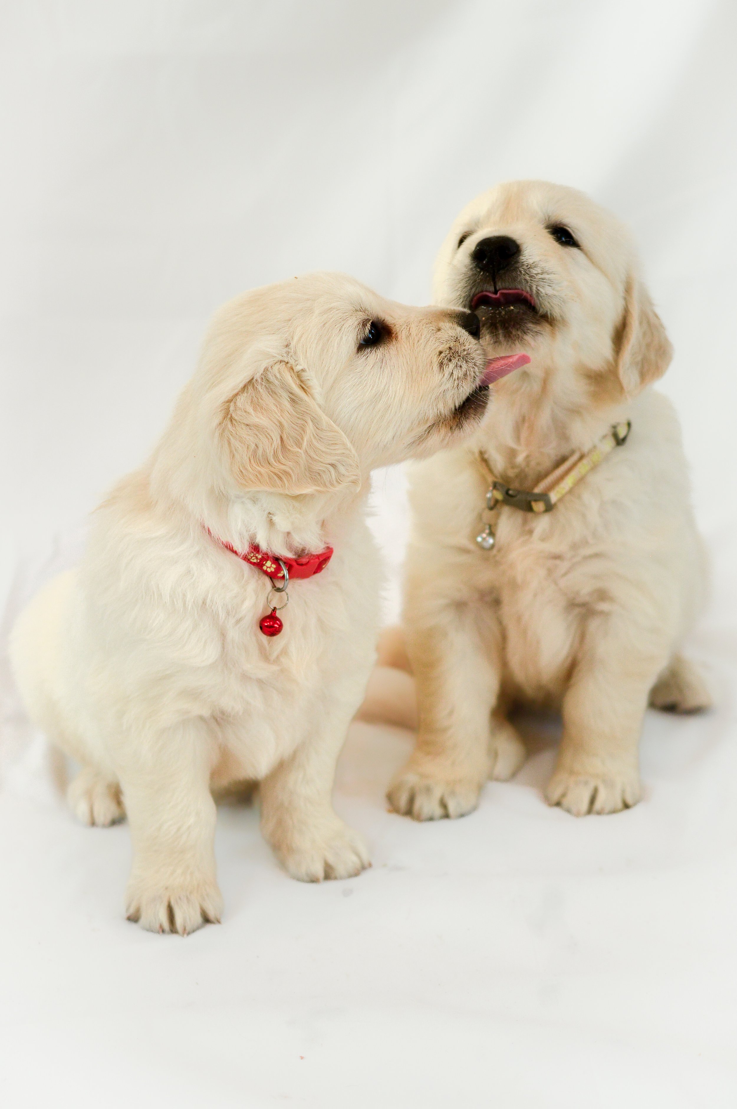 SGG-Pup-Portrait-4.jpg