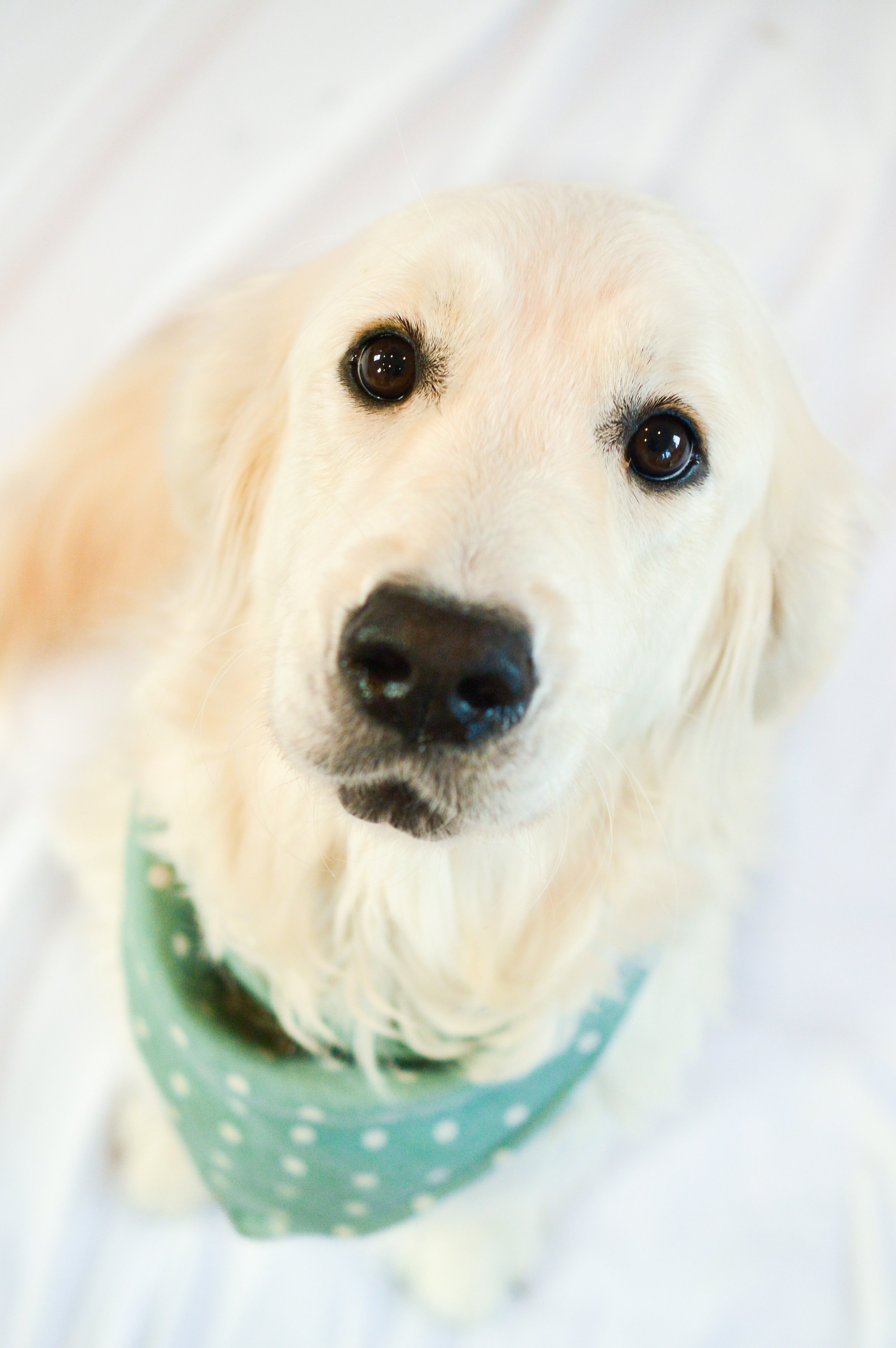 SGG-portraits-new-og-01.jpg