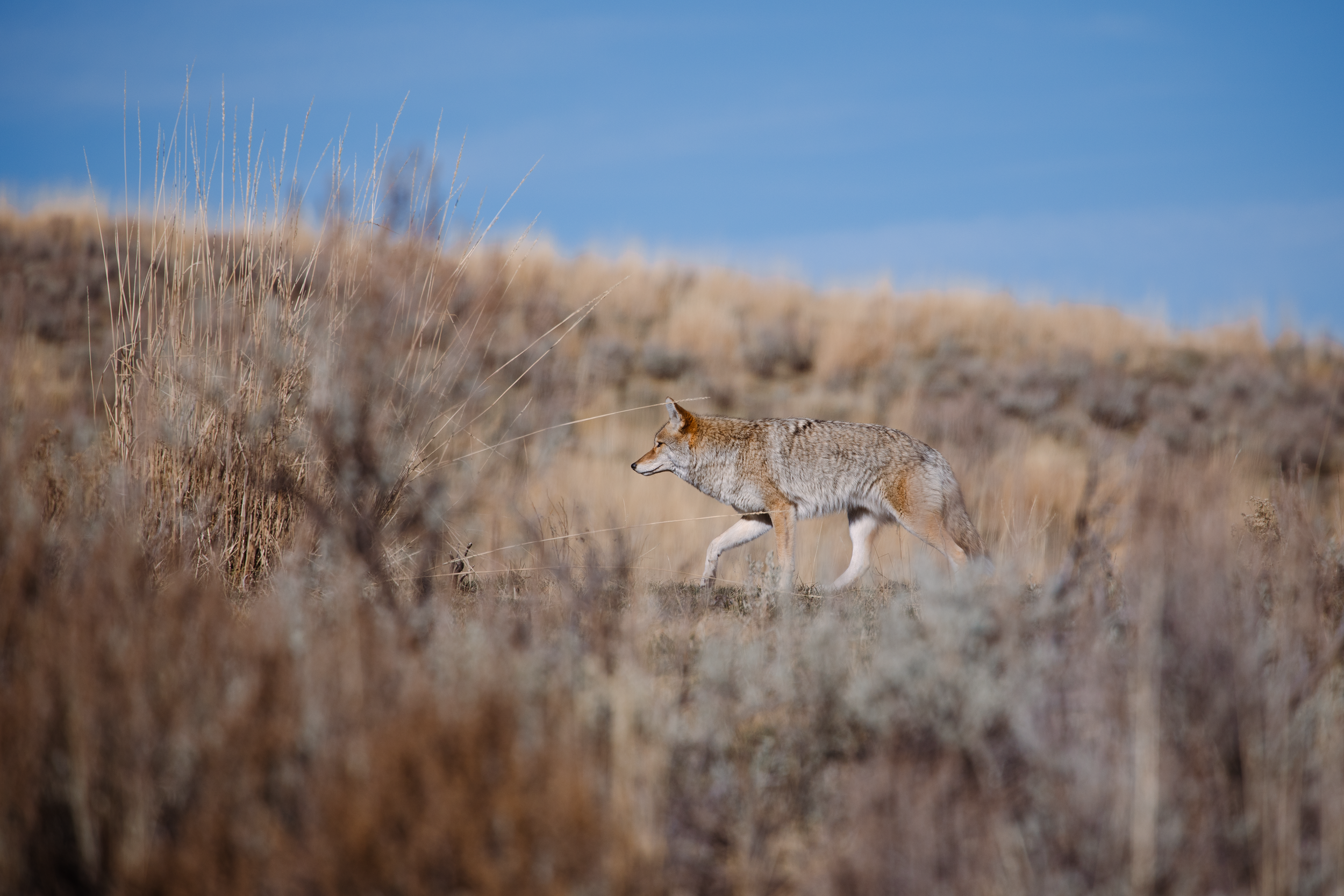Yellowstone_Coyote_1.png