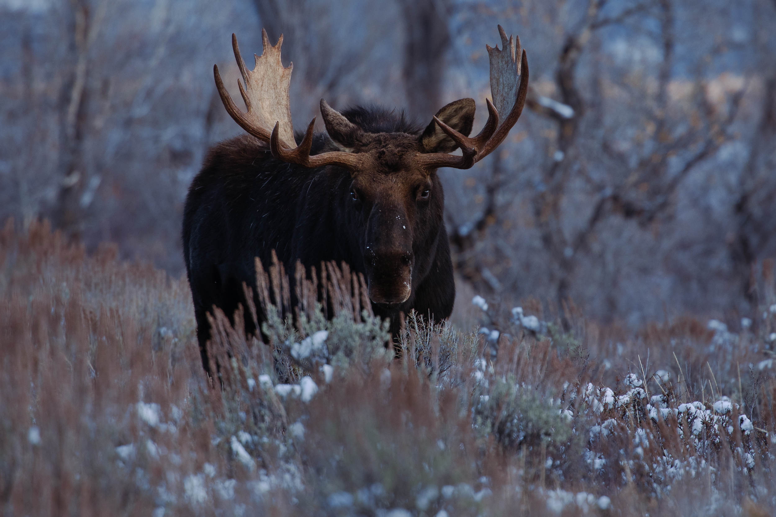 Jackson_Moose_1.png