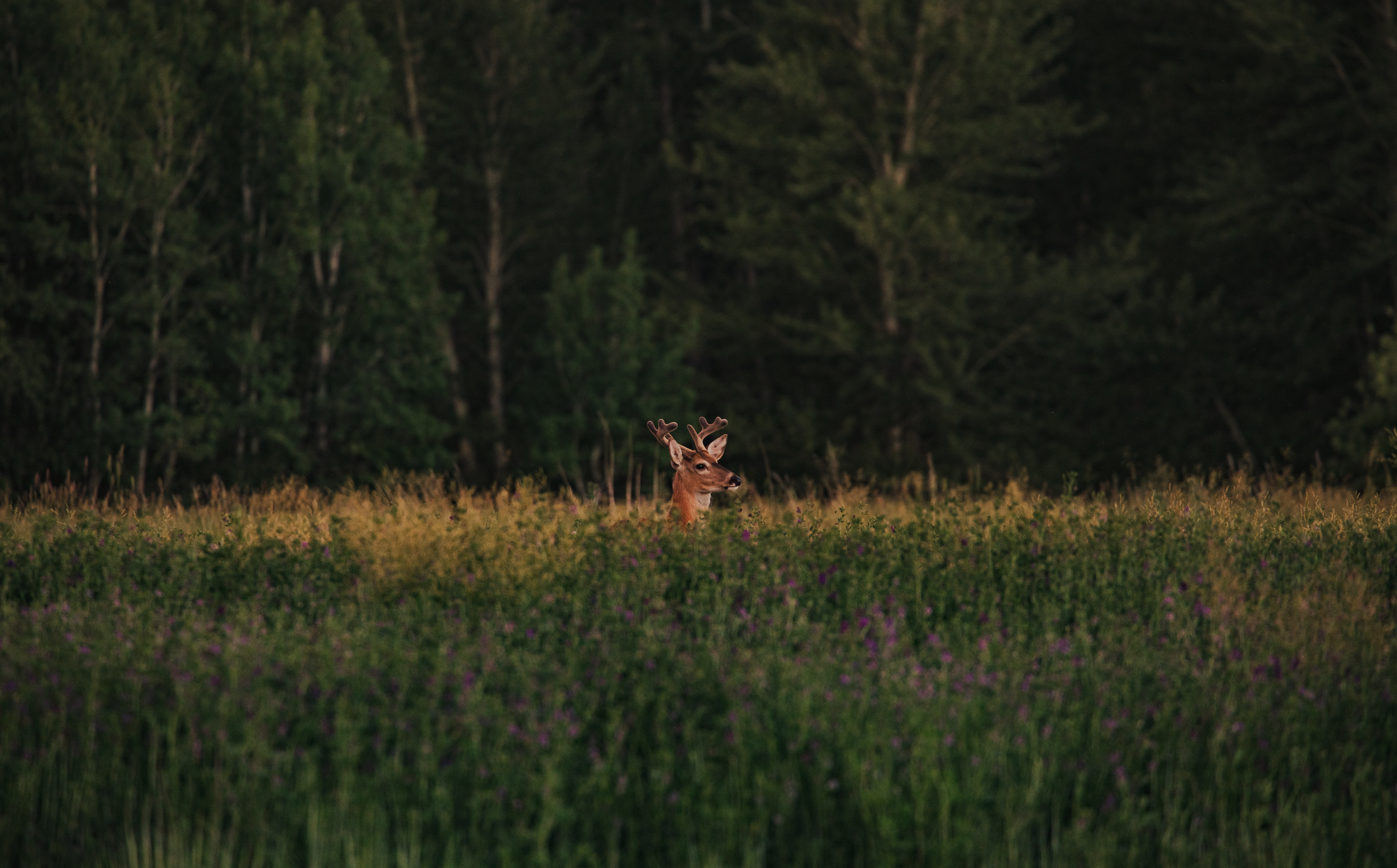 Bozeman_Deer_1.png