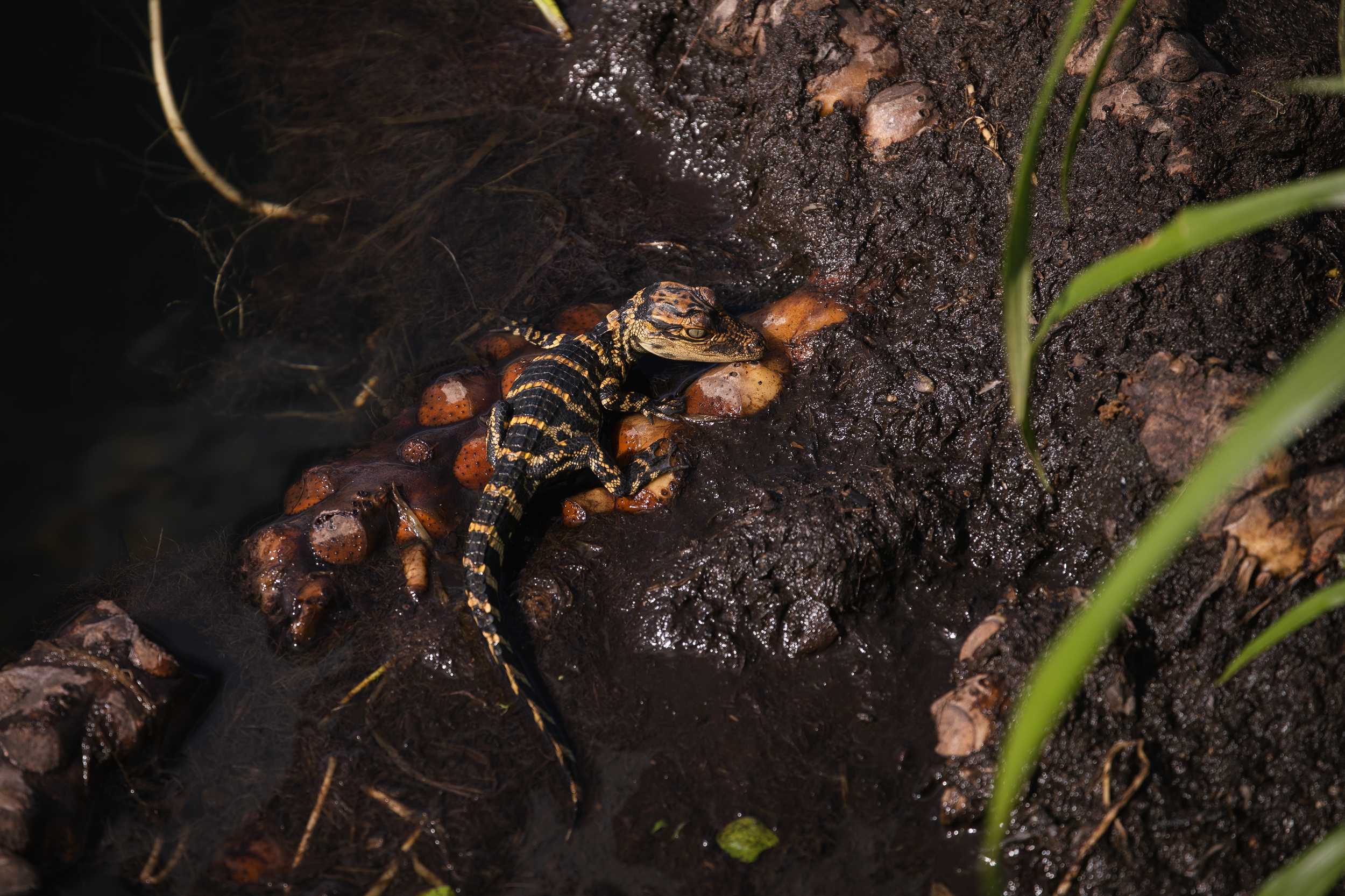 Everglades_2.png
