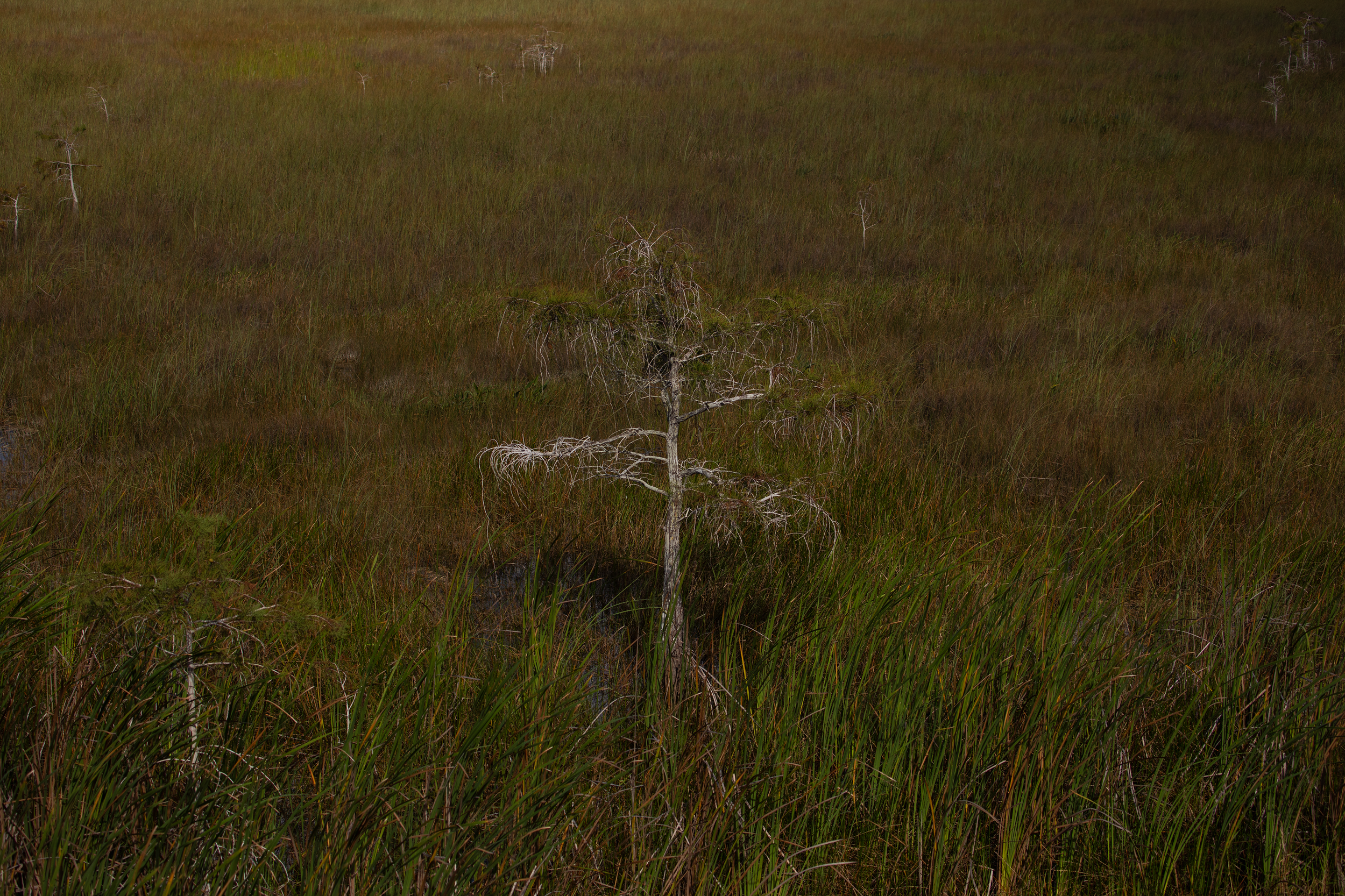 Everglades_1.png