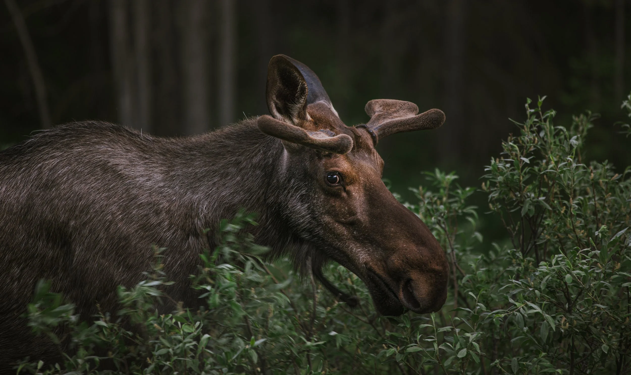 Moose Kananaskis -3.jpg