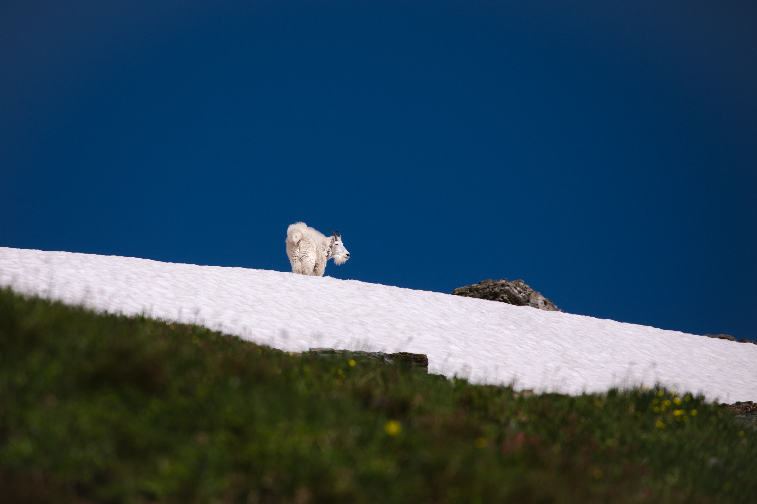 Mountain_Goat_1.png