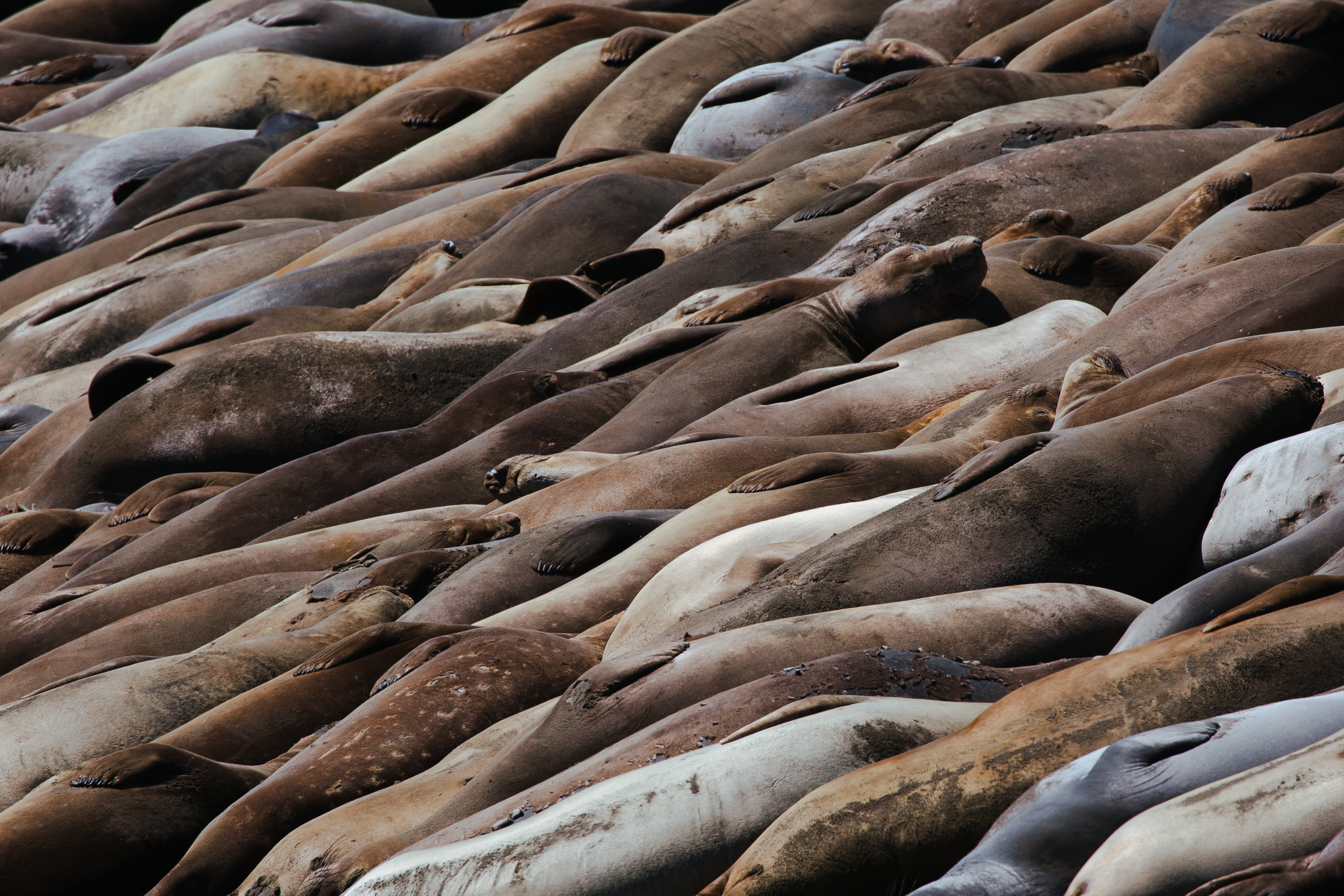 Califronia_SealLions_1.png