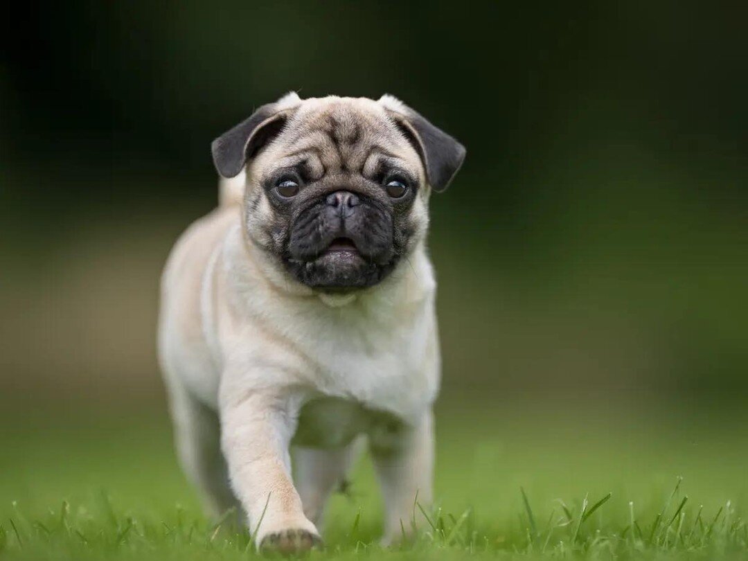 Upcoming Puppy and Breed social meets:

💚Tues 5pm Older Puppy (6-12months) 
🐶Thurs 5pm Puppy XL Breed (up to 12 months)
🐾Thurs 7pm Puppy medium Breed (up to 6 months) 
💚Fri 7pm Breed meet (1hr) Lhasa Apso 
🐾Sat 6pm Breed meet (1hr) Pugs
💚 Sun 3