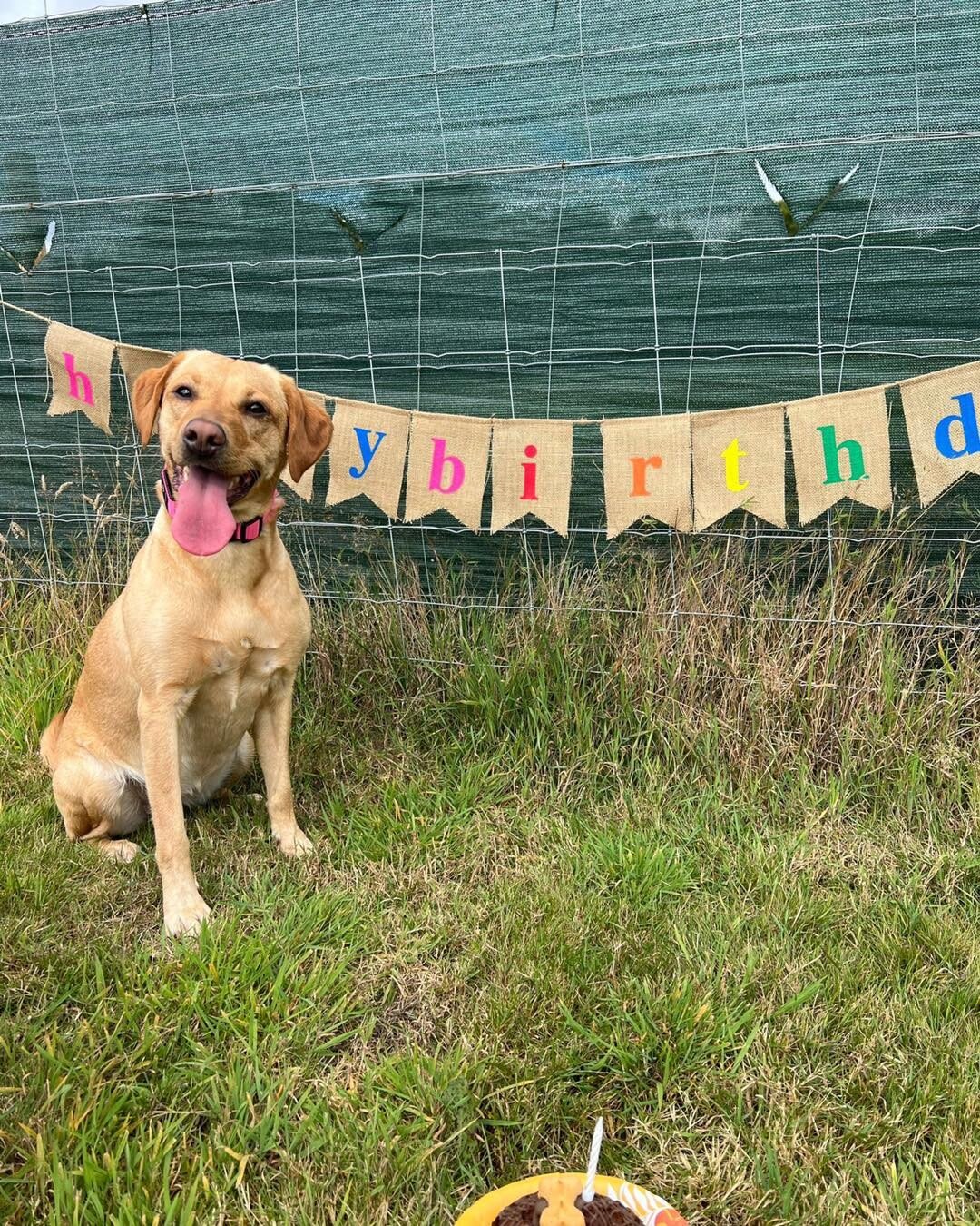 Catching up with photos from the weekend&hellip;..This lot had a great birthday party in the Play Park with cakes and coffees and of course the dogs had a good time too 🐾💚