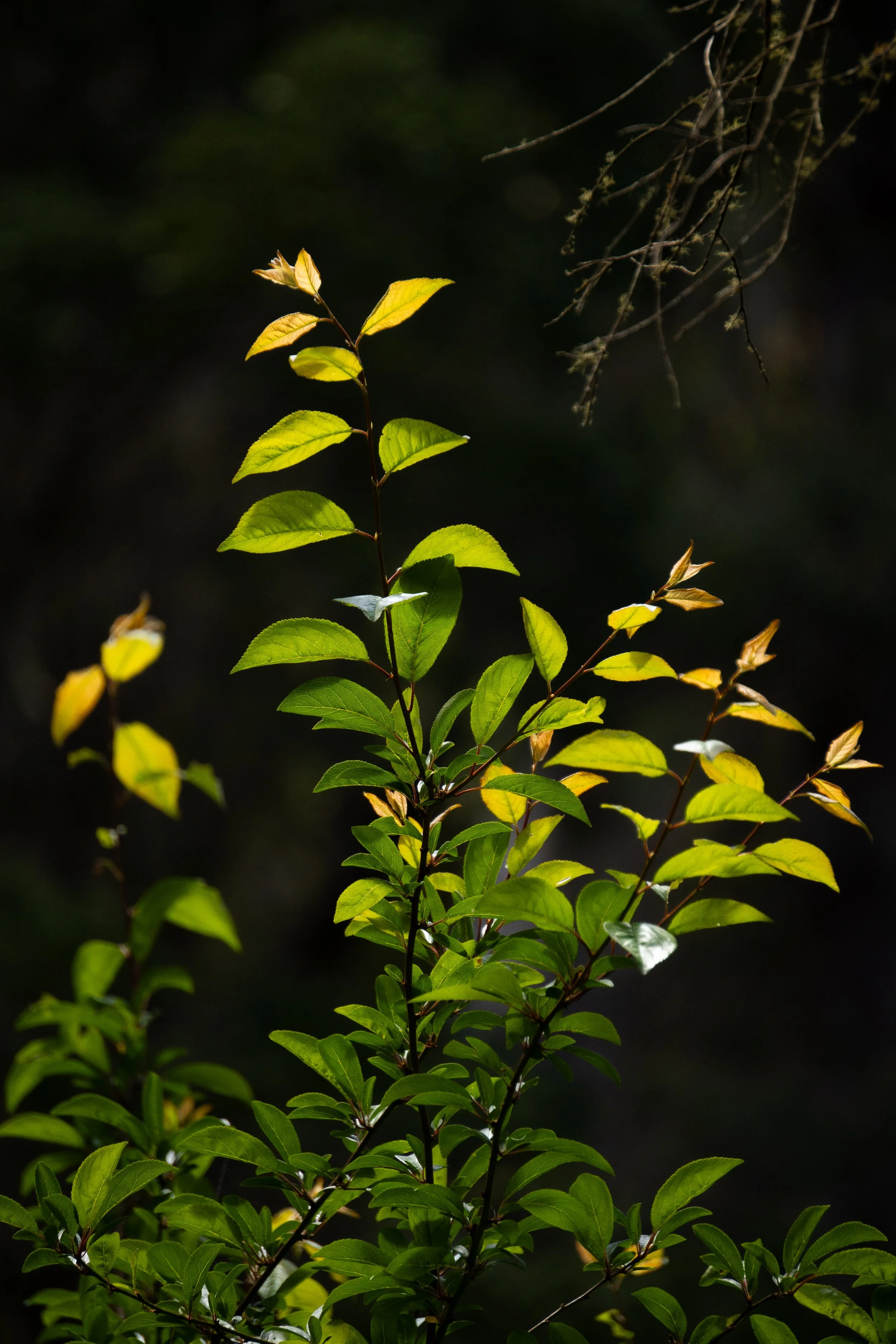 DSC06746.jpg