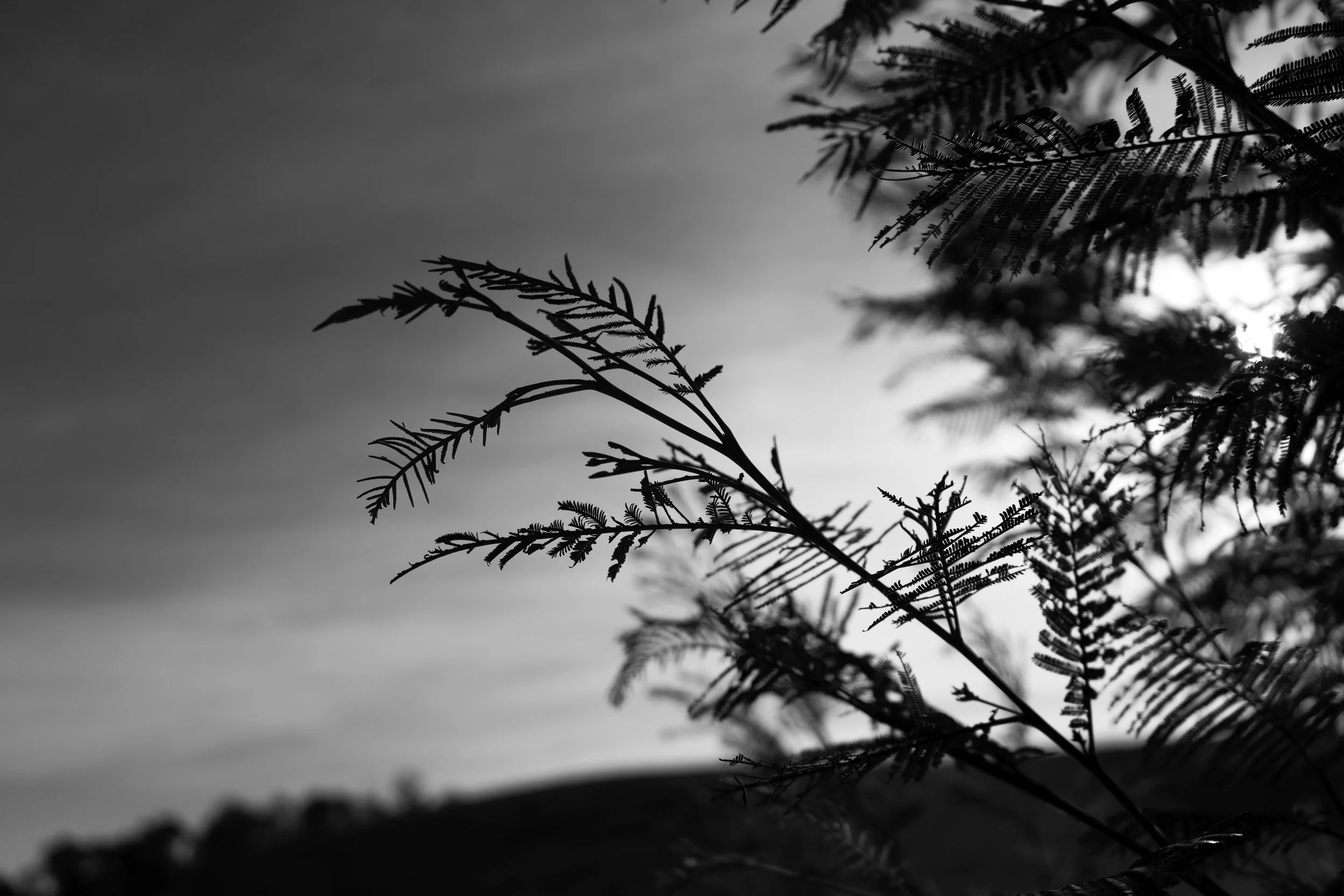 DSC02004 copy 1.jpg