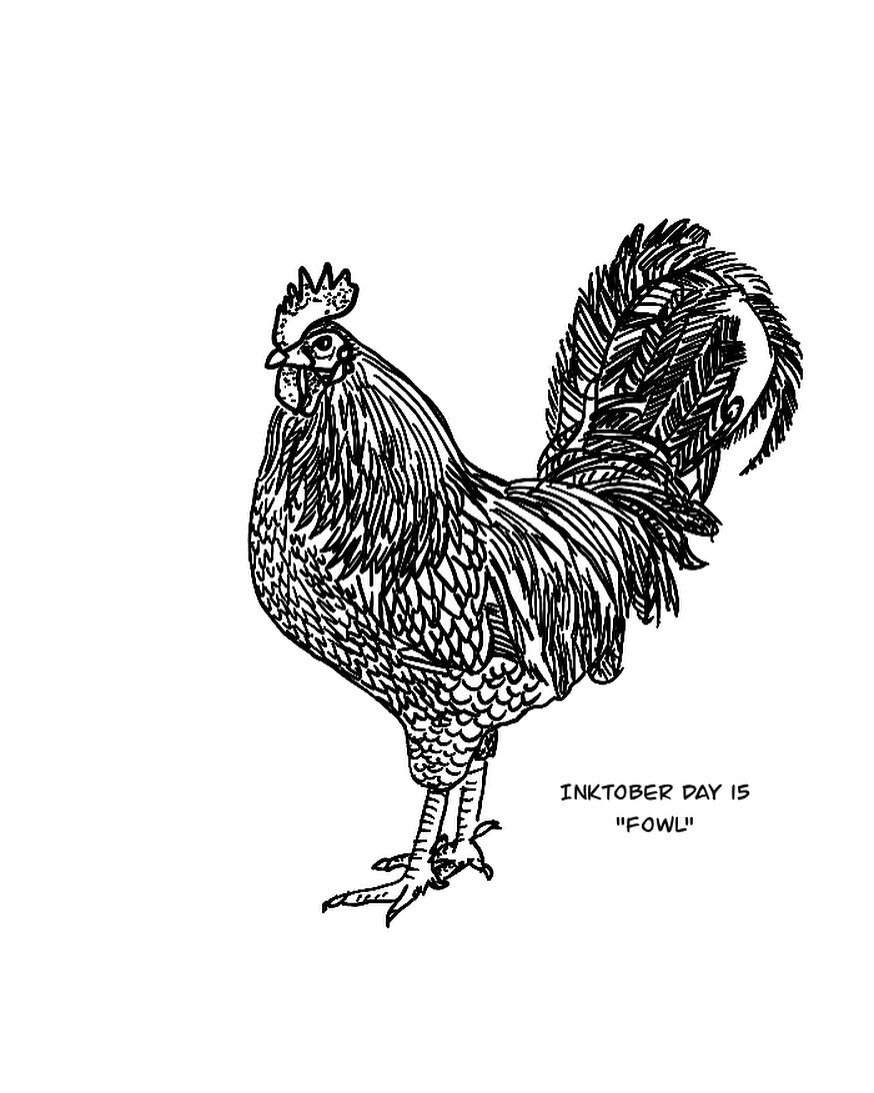 Inktober Day 15: Fowl

#inktober #chicken #fowl #cock #Cockrell #rooster #feathered #featheredfriends #ljthrostle #procreate #drawing #sketch #linedrawing #artist #artistofinstagram