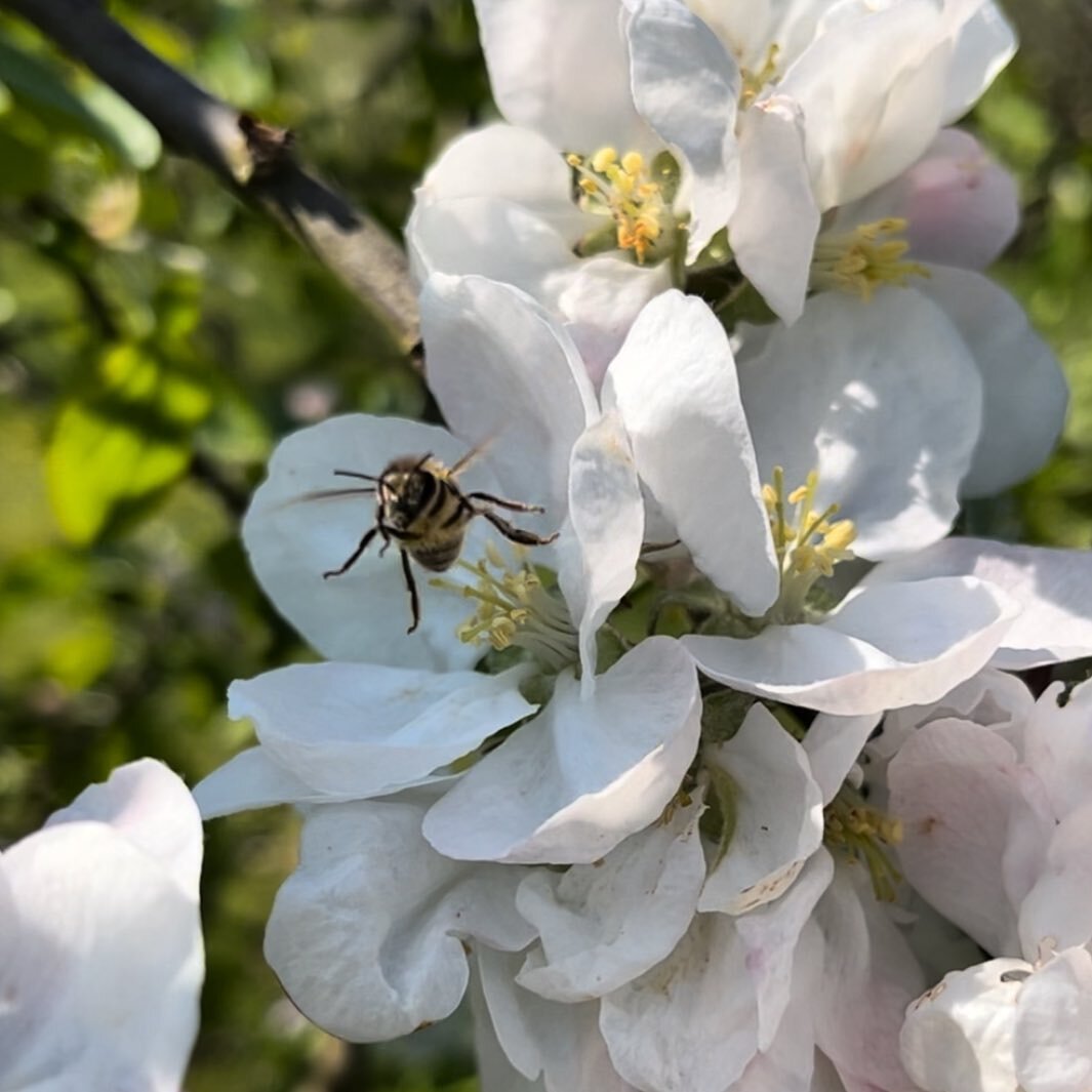 Travlhed hos bi-familierne ☀️🍐🍎#klarskovfrugt #biodiversitet #&oslash;ko #&aelig;bleplantage #p&aelig;replantage #honningbier