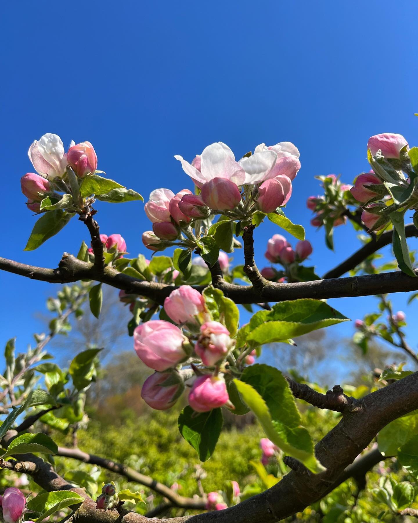 De fineste blomster p&aring; Gr&aring;sten &aelig;bletr&aelig;erne 🍎 #klarskovfrugt #uspr&oslash;jtet&aelig;bler #for&aring;rsfornemmelser #ecofruit #biodiversitet
