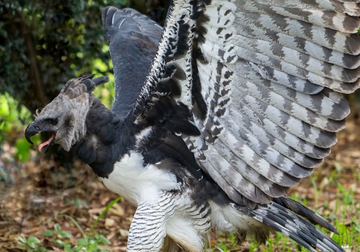 Harpy Eagles, the Largest Raptors of Belize — Inspire EdVentures