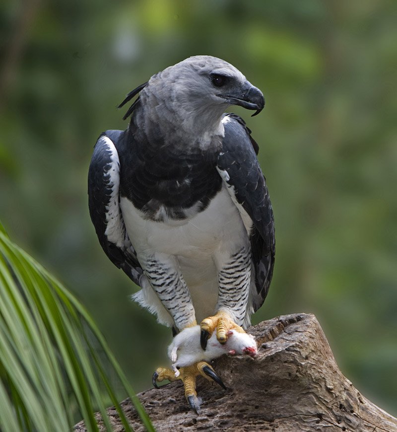 The Science of Harpy Eagles — Inspire EdVentures