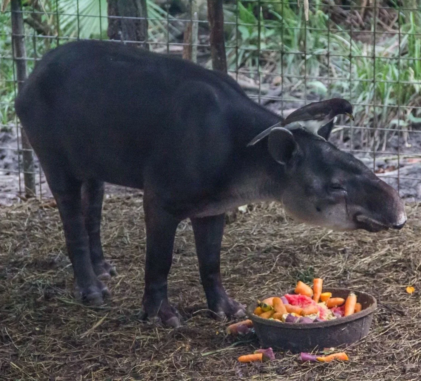 Sparks, a tapir at the Belize Zoo