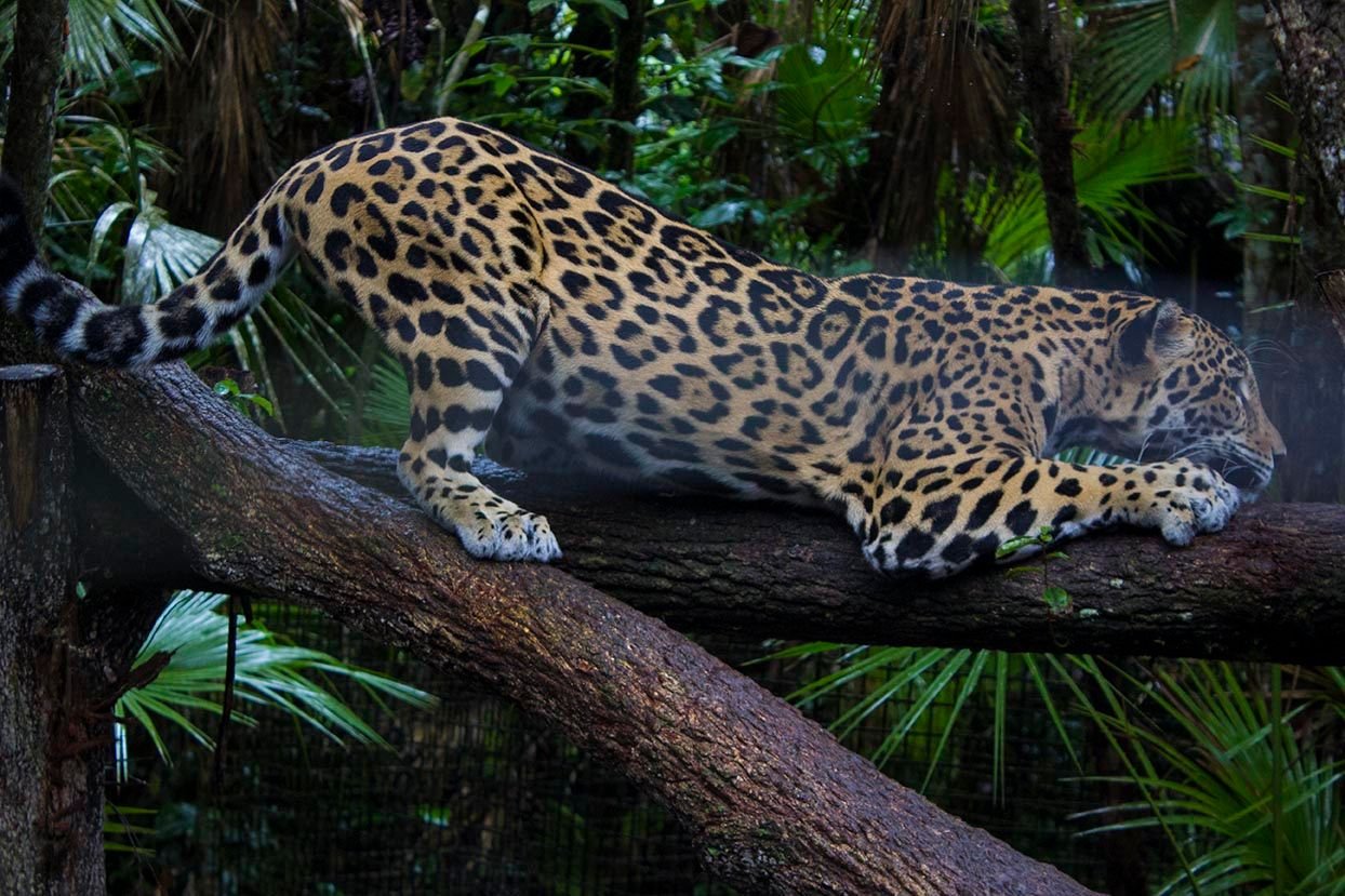 Wild Cats 101: Why Jaguars Hunt Caimans