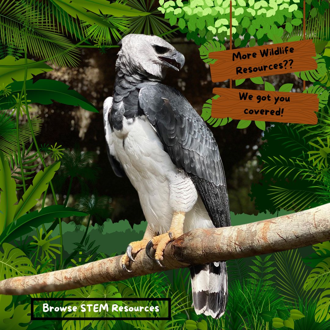 Learn more about jaguars, tapirs, and scarlet macaws