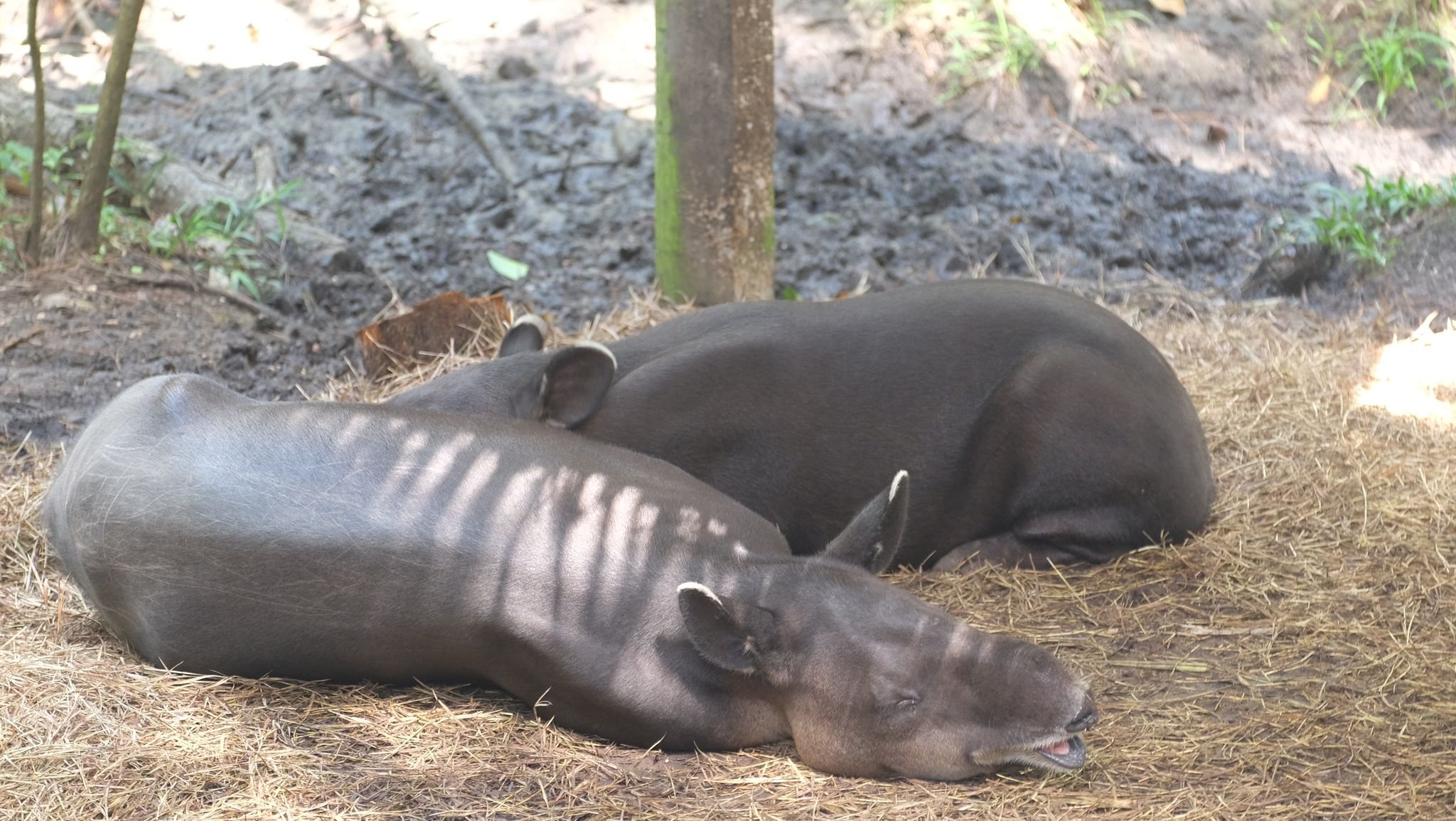 The Science of Tapirs: The National Animal of Belize — Inspire EdVentures