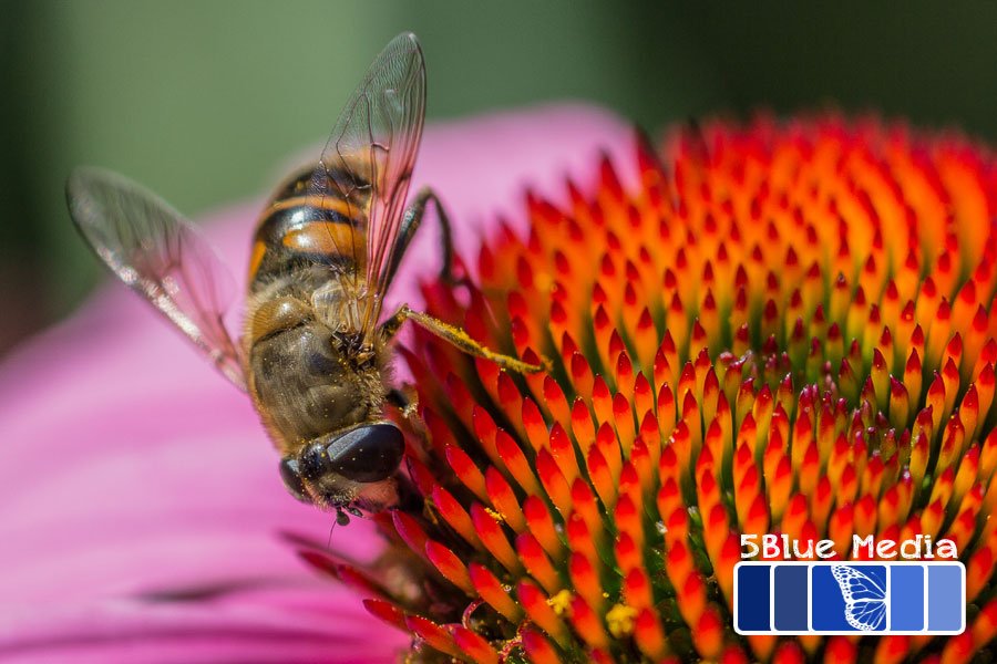 Honey Bees   and our Pollinate the Planet series of STEM toolkits