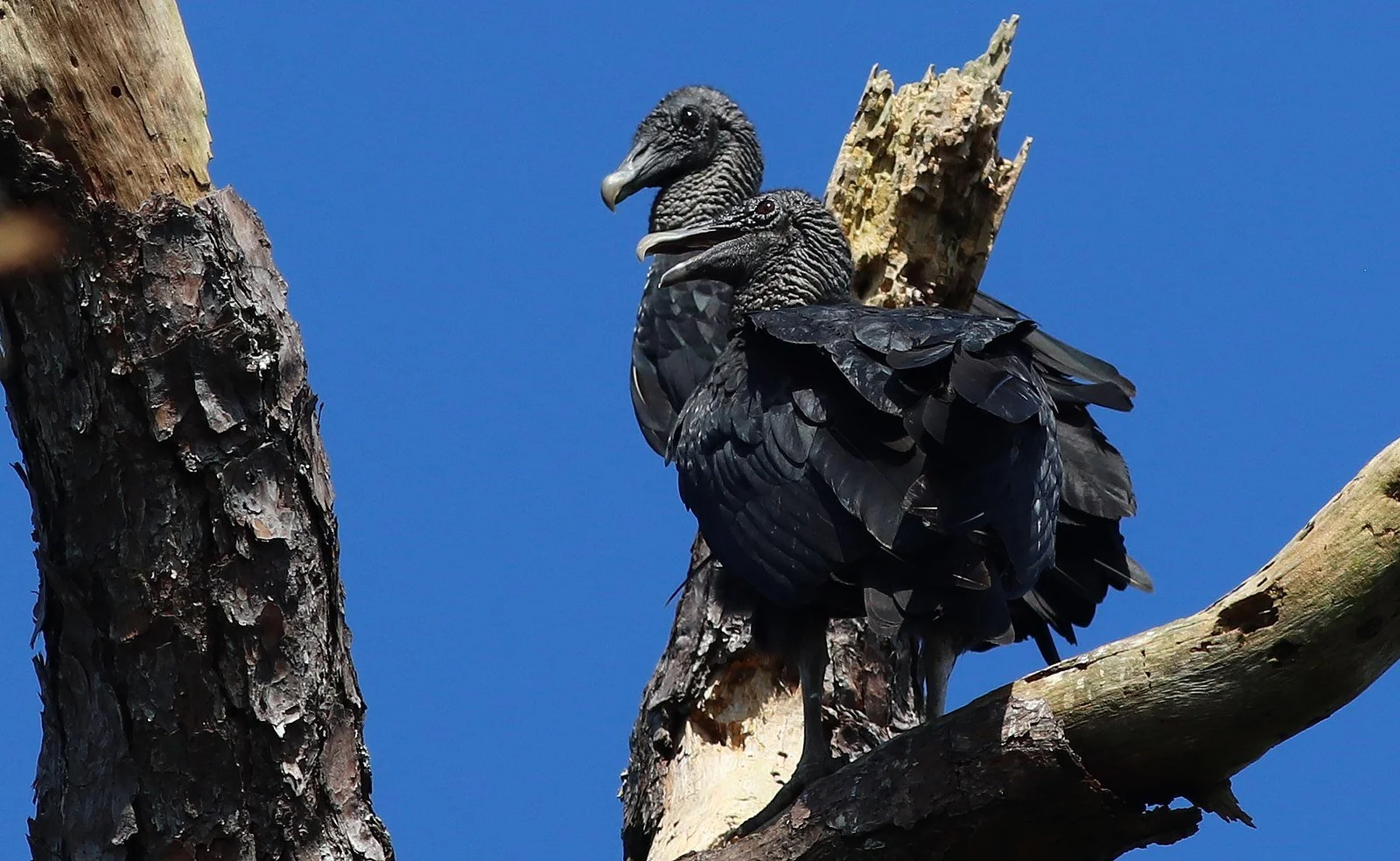 The Science of Orange-Breasted Falcons: The Vulnerable Raptors of the ...