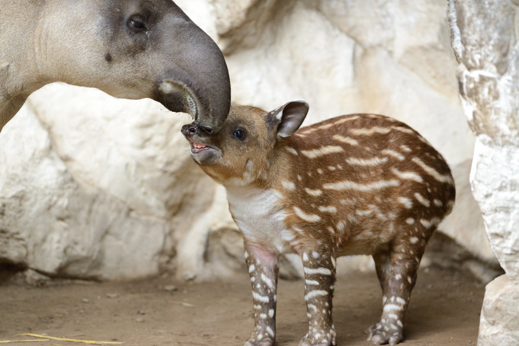 The Science of Tapirs: The National Animal of Belize — Inspire EdVentures