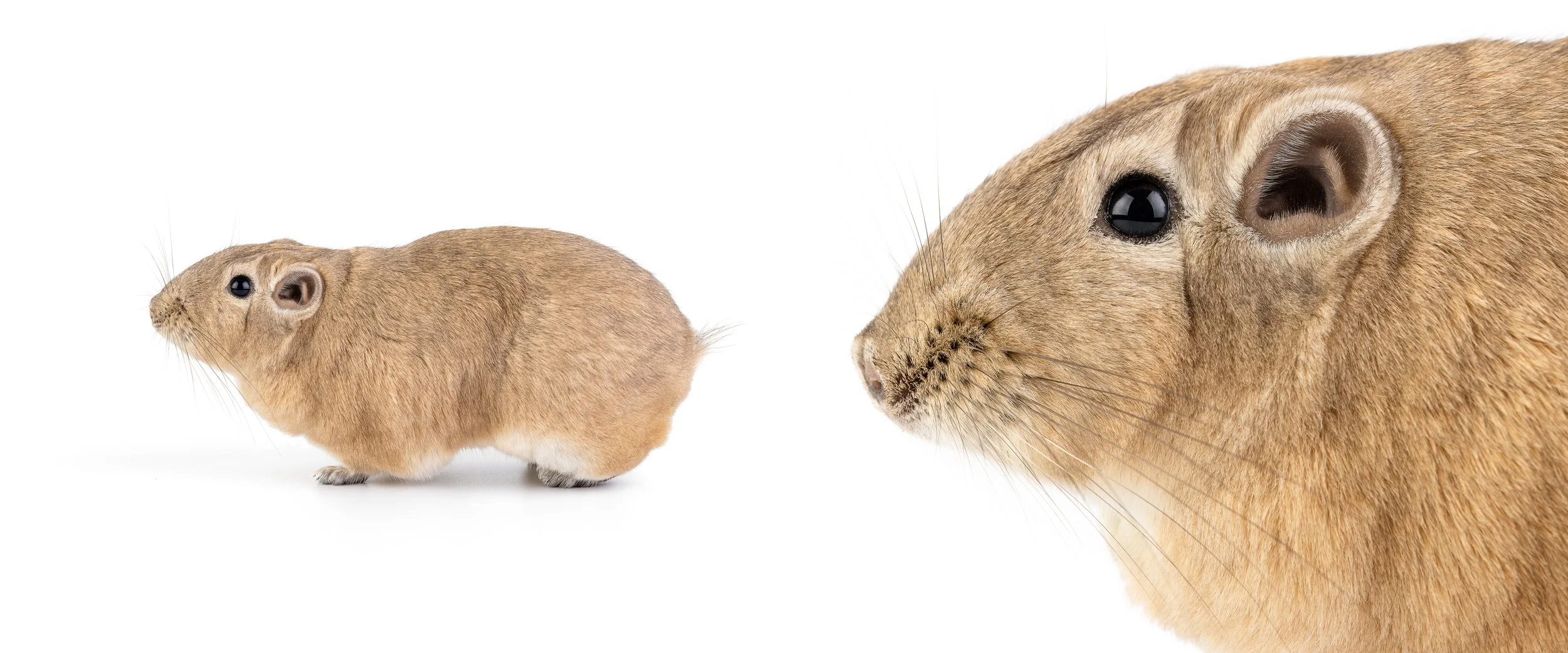 Common gundi (Ctenodactylus gundi)