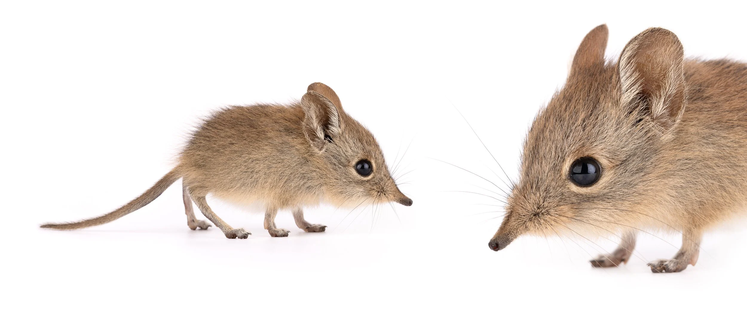 North African sengi (Petrosaltator rozeti)