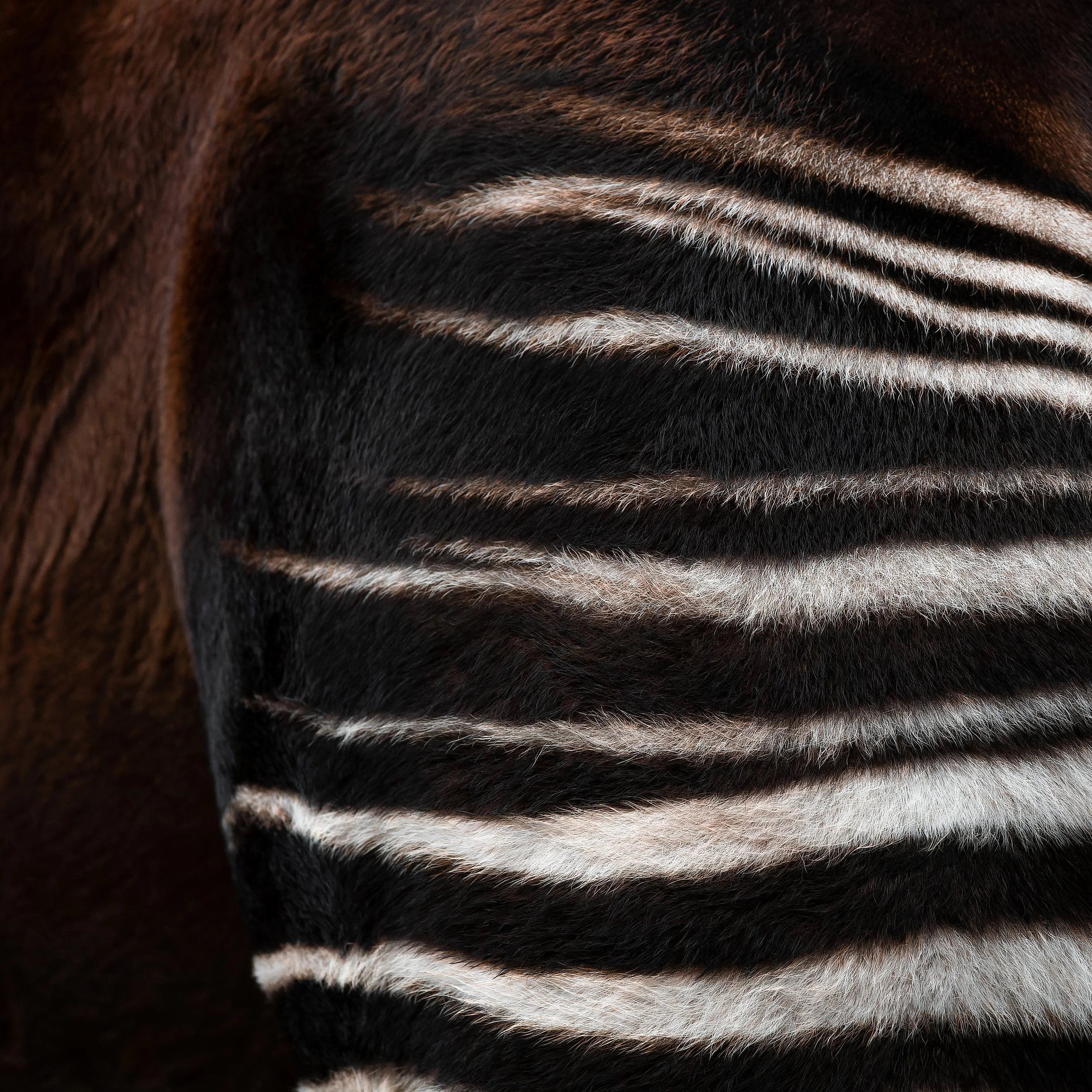 Okapi (Okapia johnstoni)