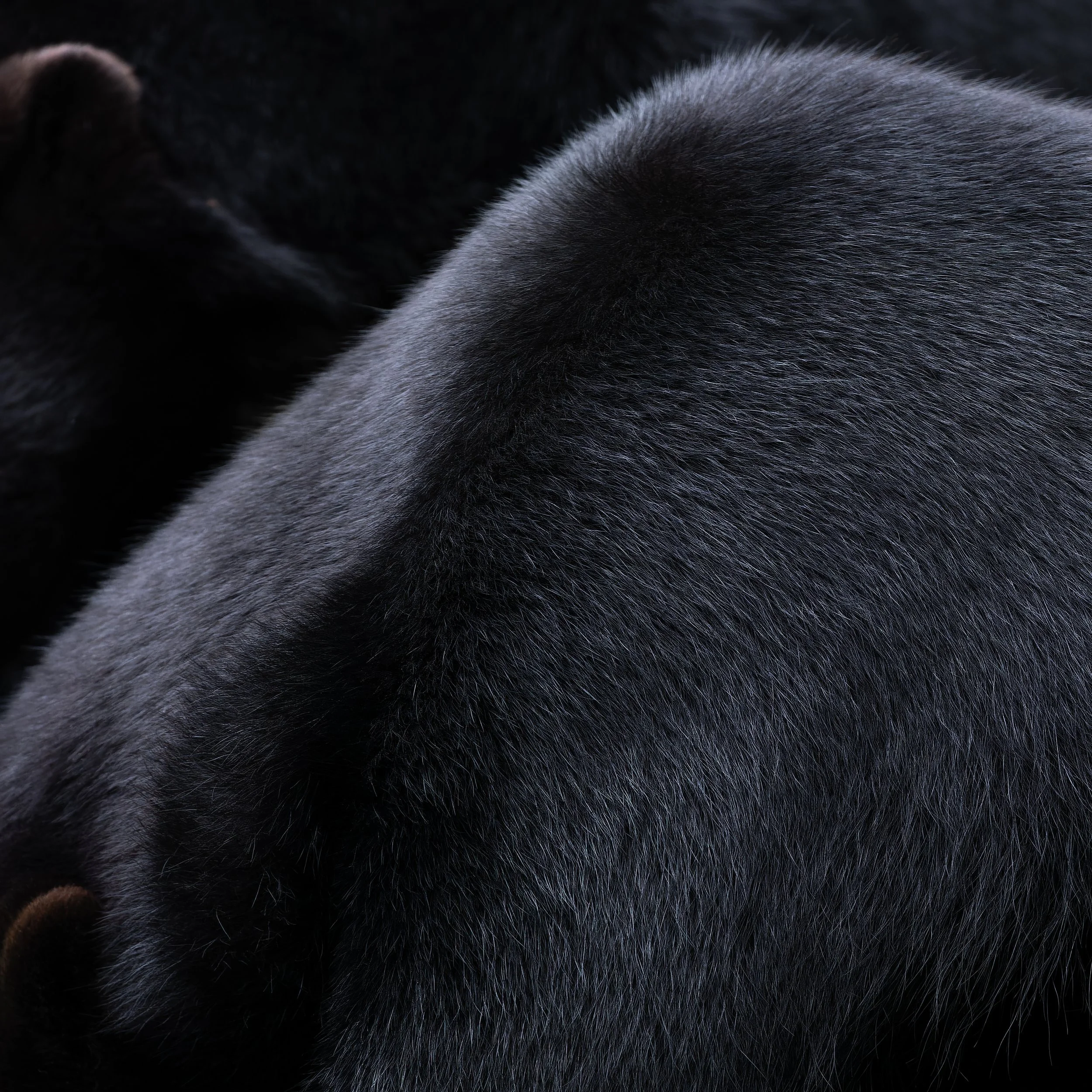 Malayan sun bears (Helarctos malayanus malayanus)