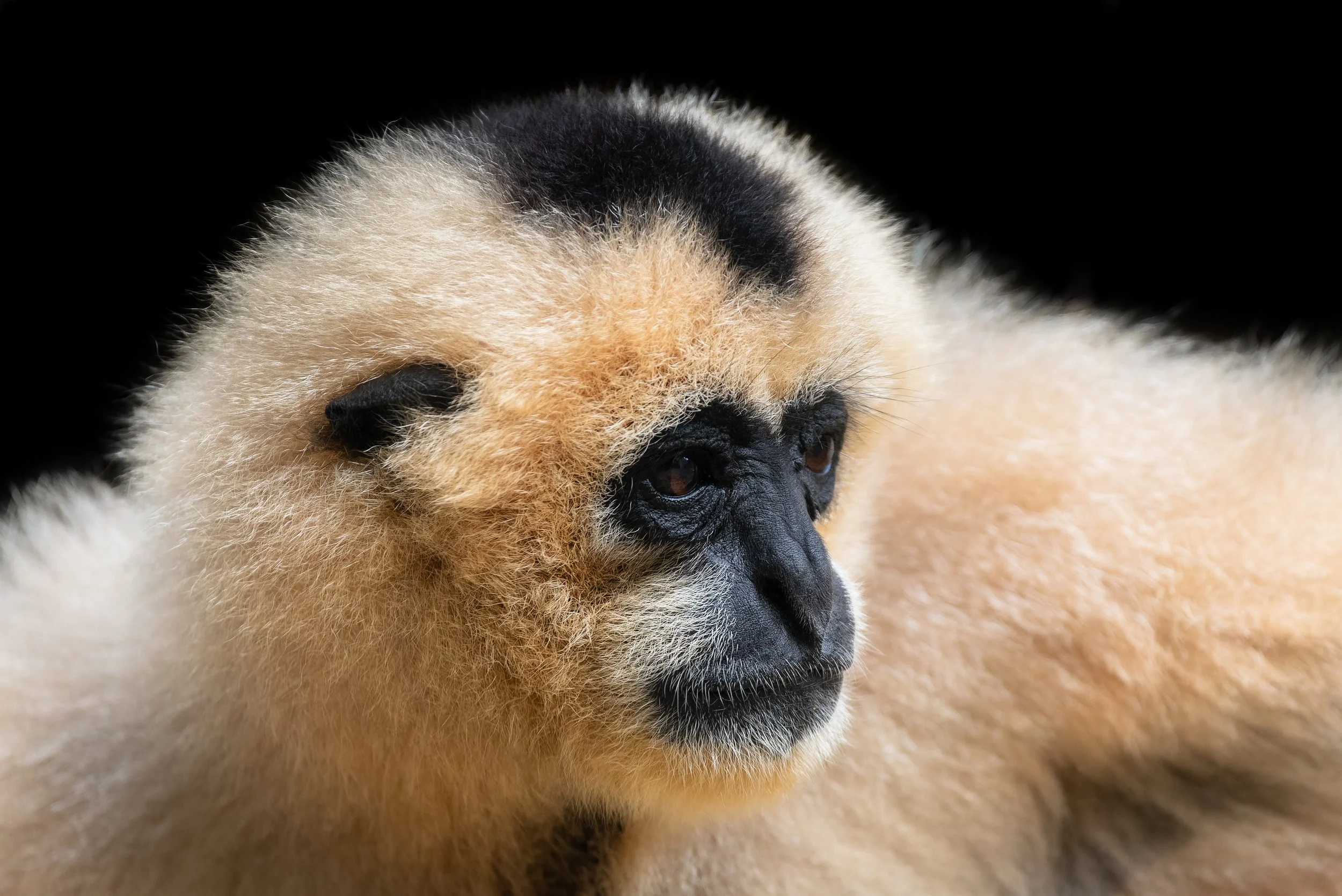 Northern white-cheeked gibbon (Nomascus leucogenys)