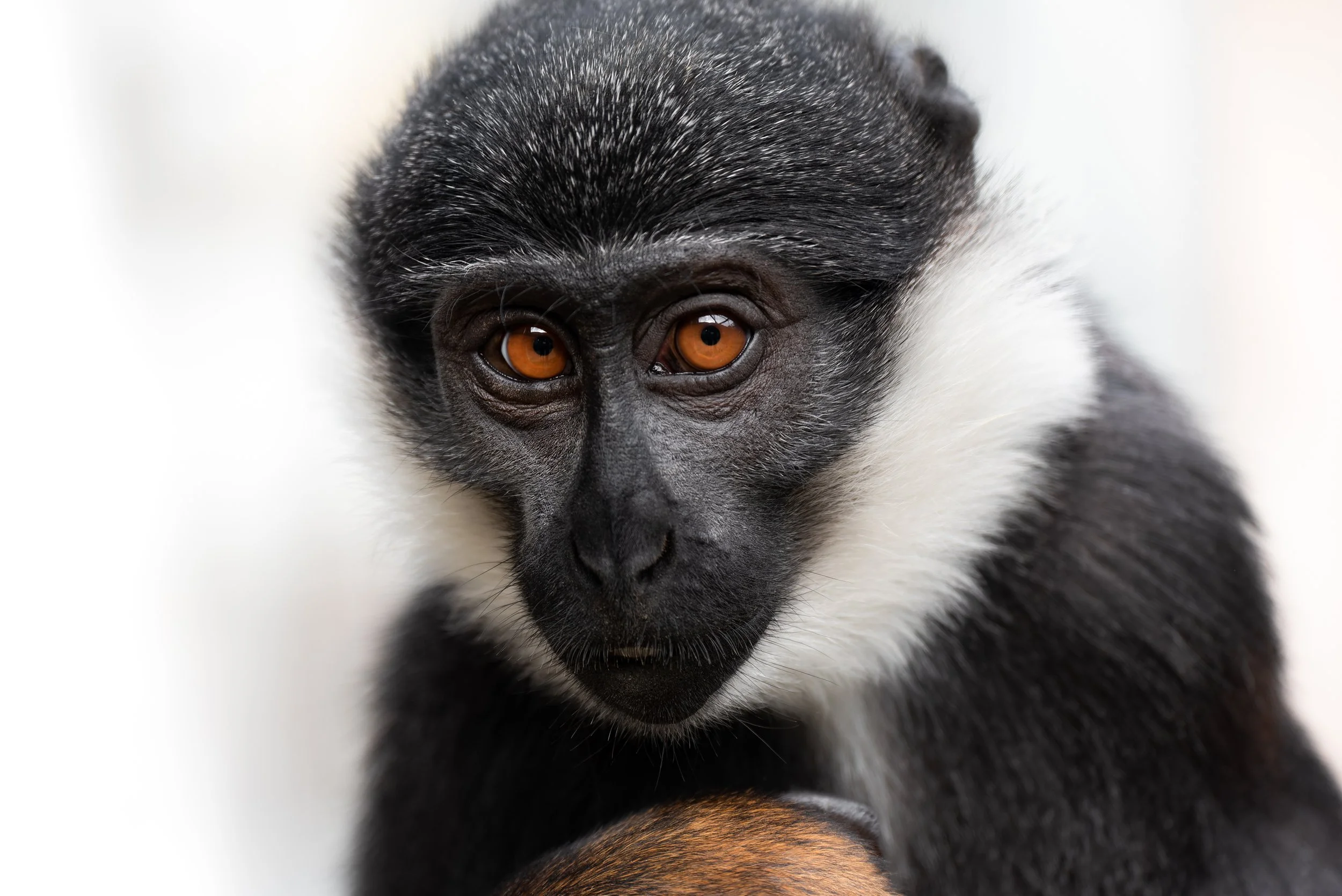 A female L'Hoest's monkey (Allochrocebus lhoesti)