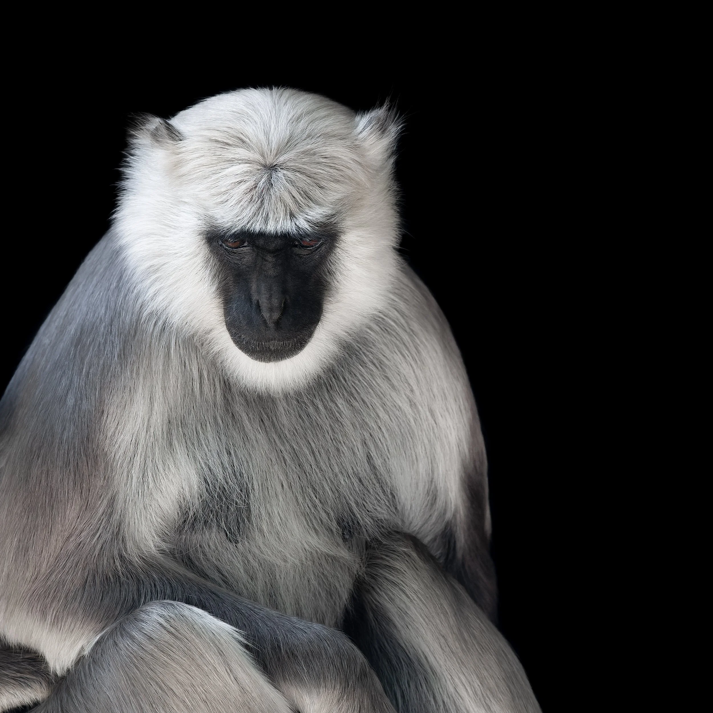 Hanuman langur (Semnopithecus entellus)