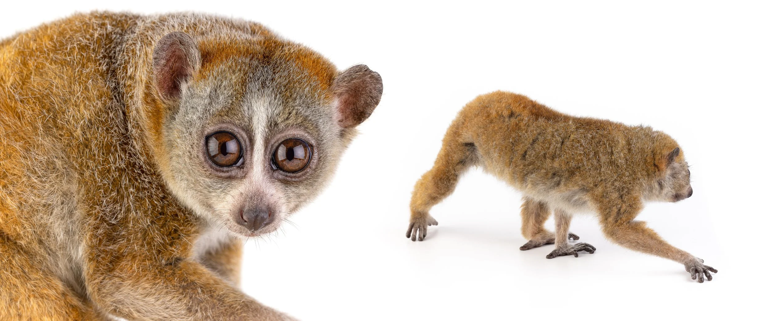 Pygmy slow lorises (Xanthonycticebus pygmaeus)