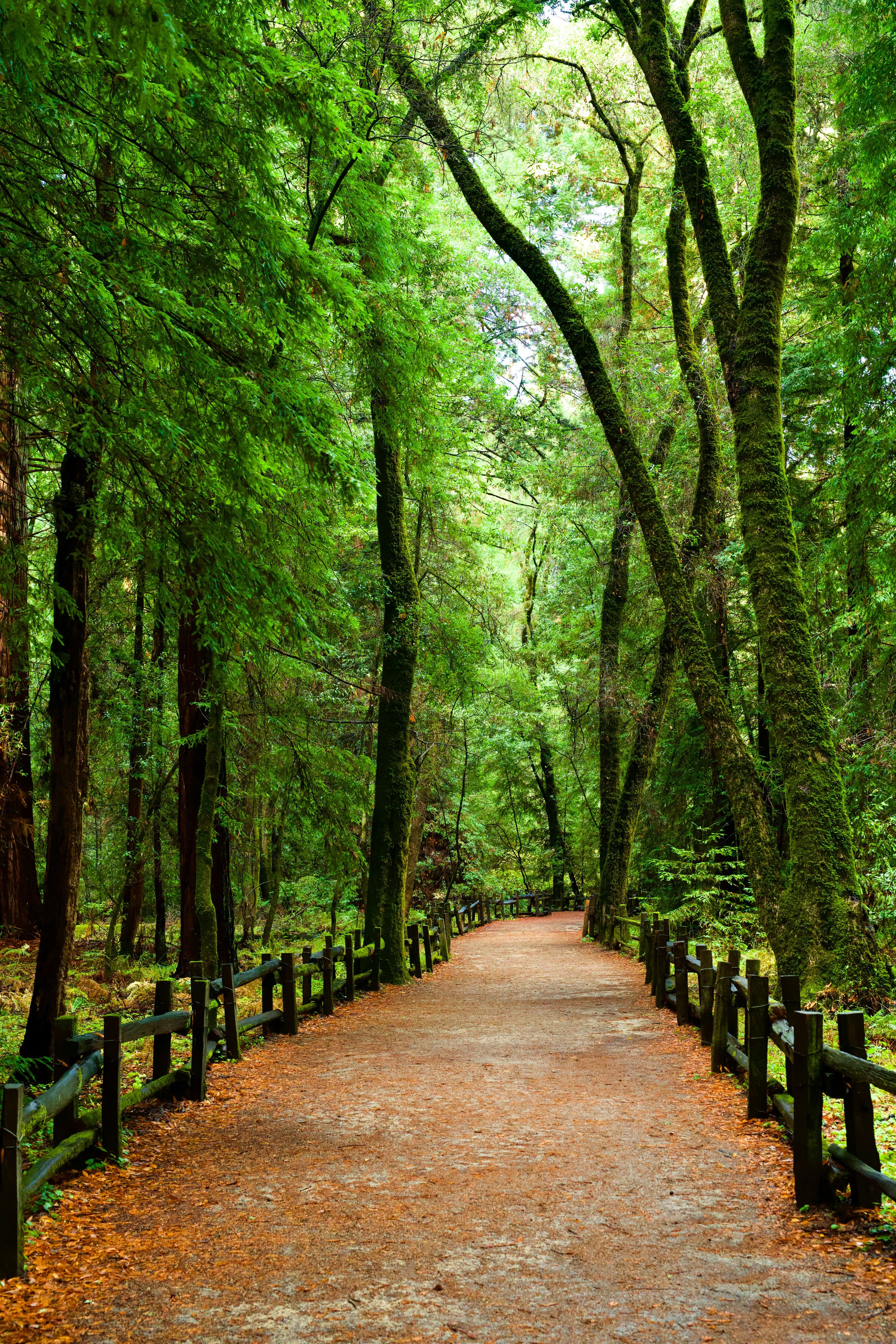 Quiet Fall Forest.jpeg