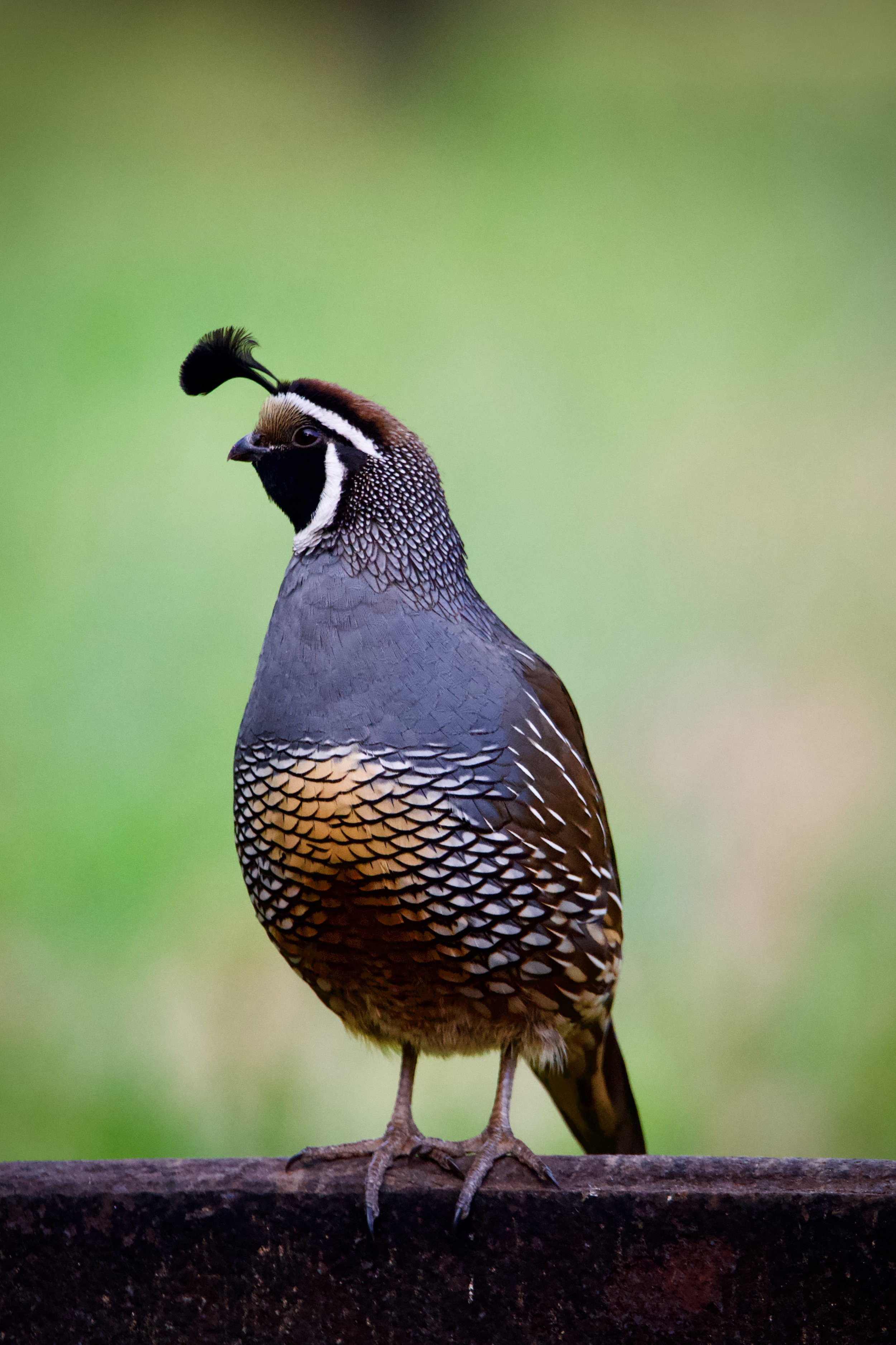 Lone Quail.jpeg