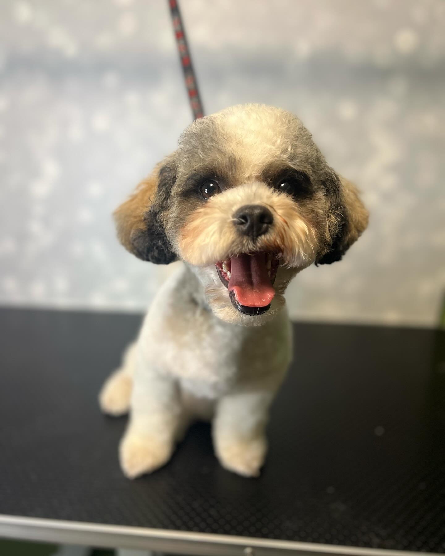 Summer hair cuts are here ☀️🌻
