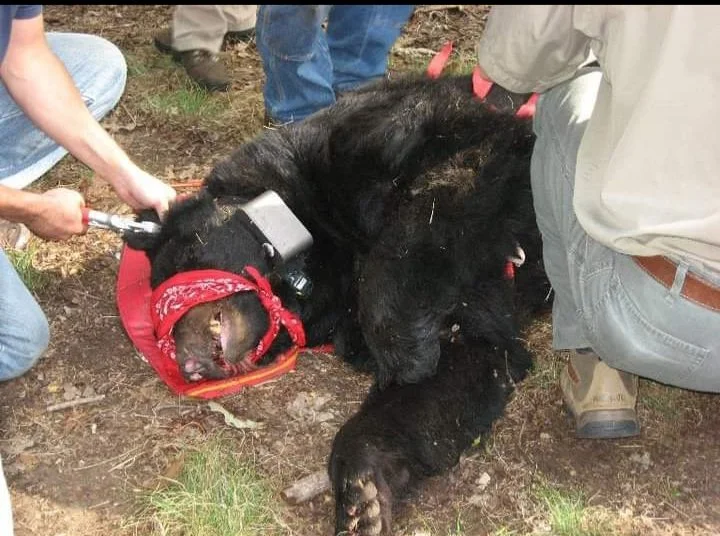 Black bear being fitted with GPS collar and collection of tissue  for DNA as part of the Missouri Black Bear Project  - Photo credit by Tim Russell