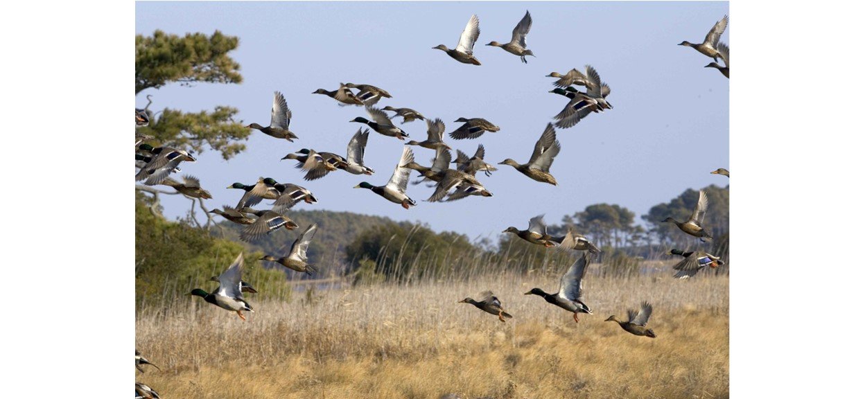 Duck flock in flight.jpg