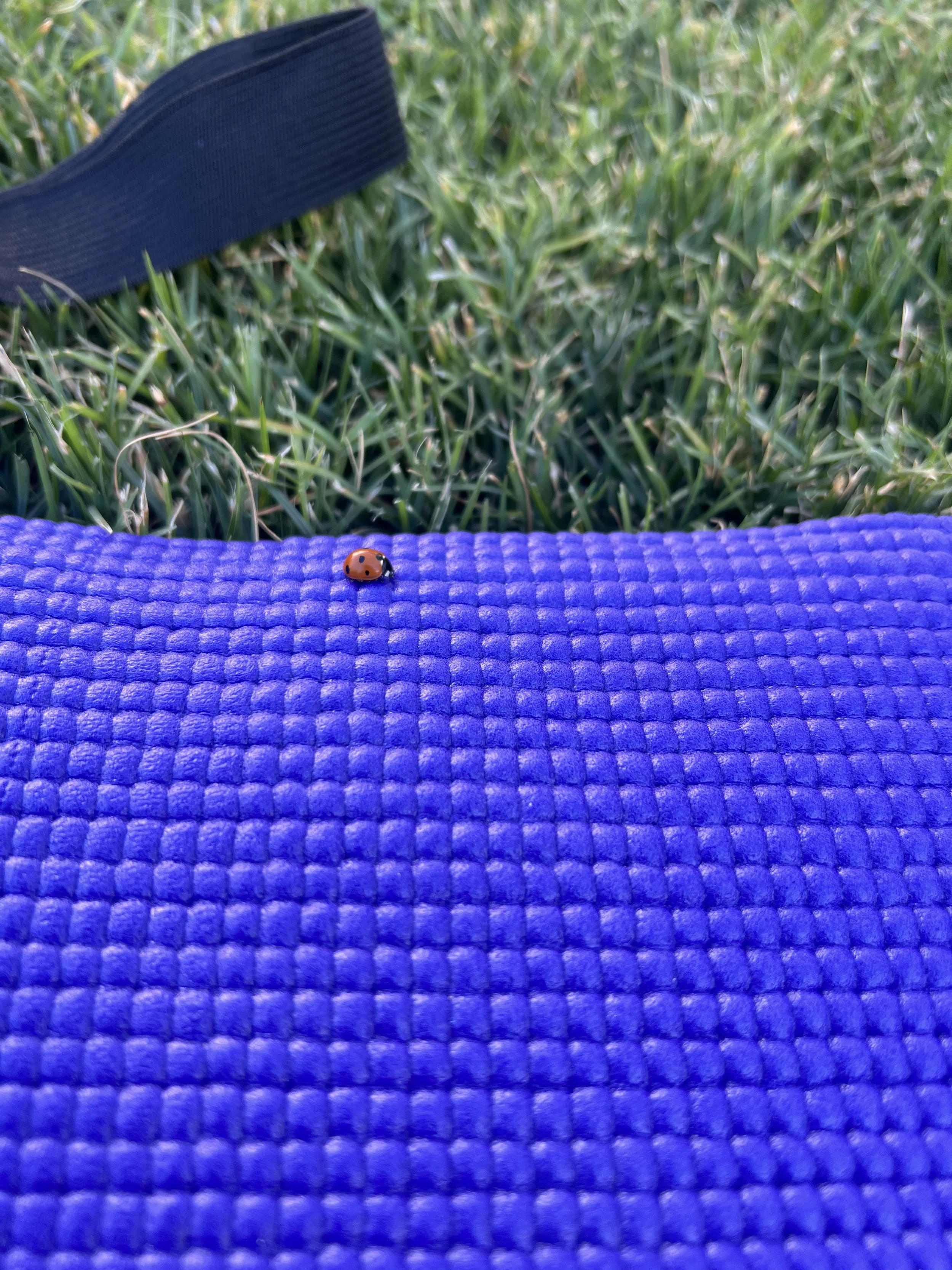 and a little bit of fairy dust